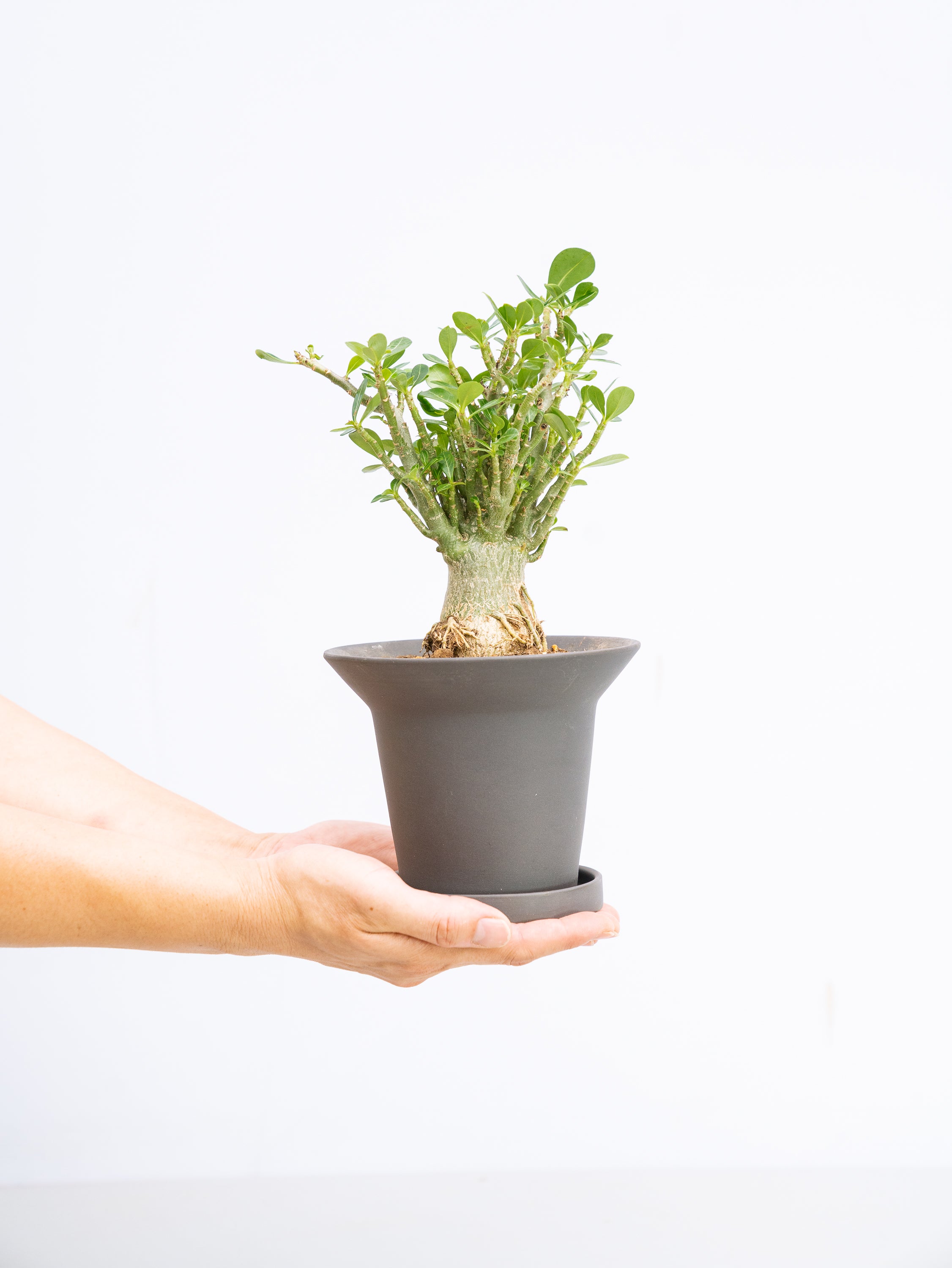 一点もの】アデニウム・アラビカム 実生 Table-M #1 | 観葉植物・お花