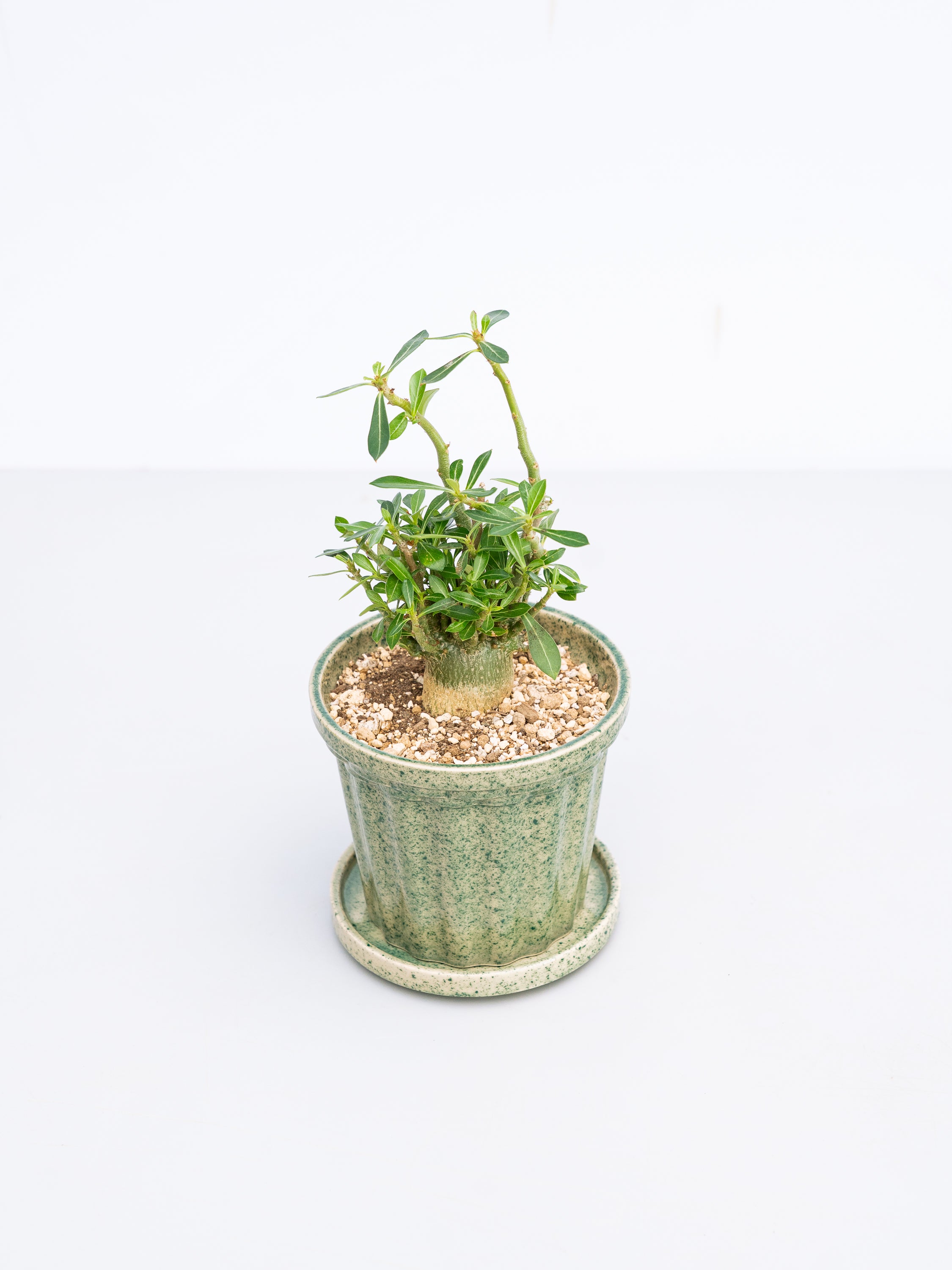 一点もの】アデニウム・アラビカム 実生 Table-M #2 | 観葉植物・お花