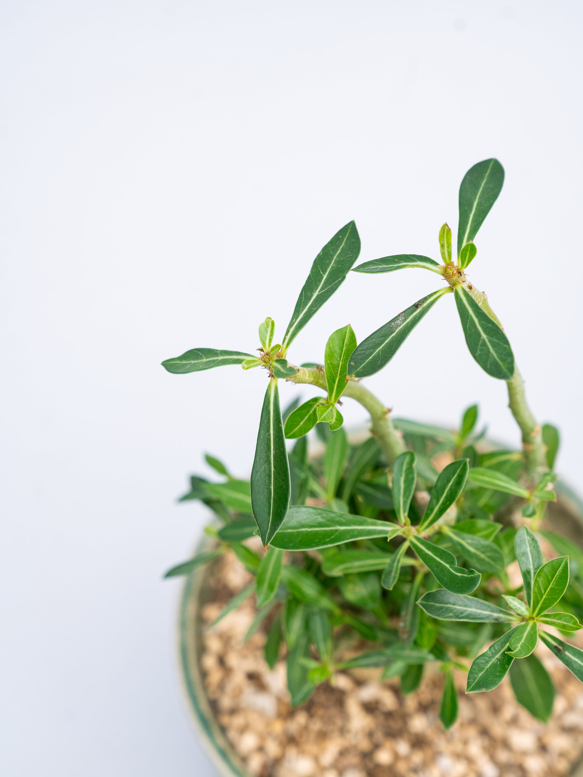 一点もの】アデニウム・アラビカム 実生 Table-M #2 | 観葉植物・お花