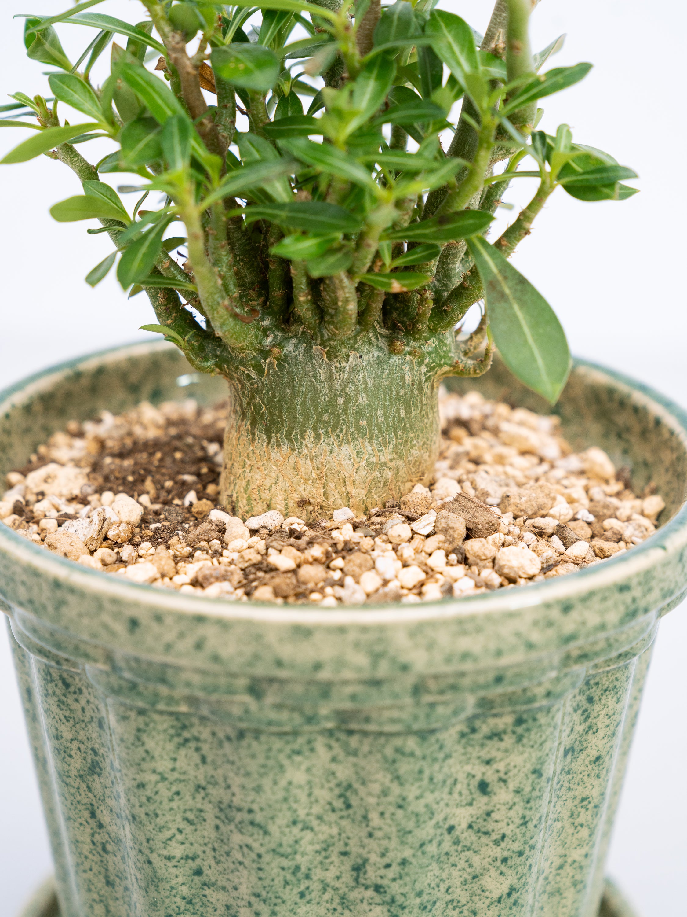 一点もの】アデニウム・アラビカム 実生 Table-M #2 | 観葉植物・お花