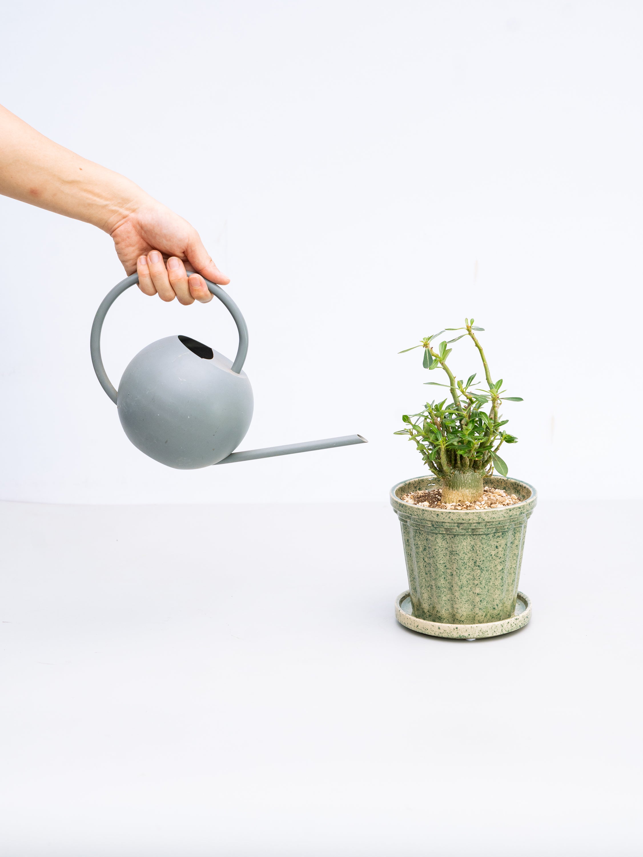 一点もの】アデニウム・アラビカム 実生 Table-M #2 | 観葉植物・お花
