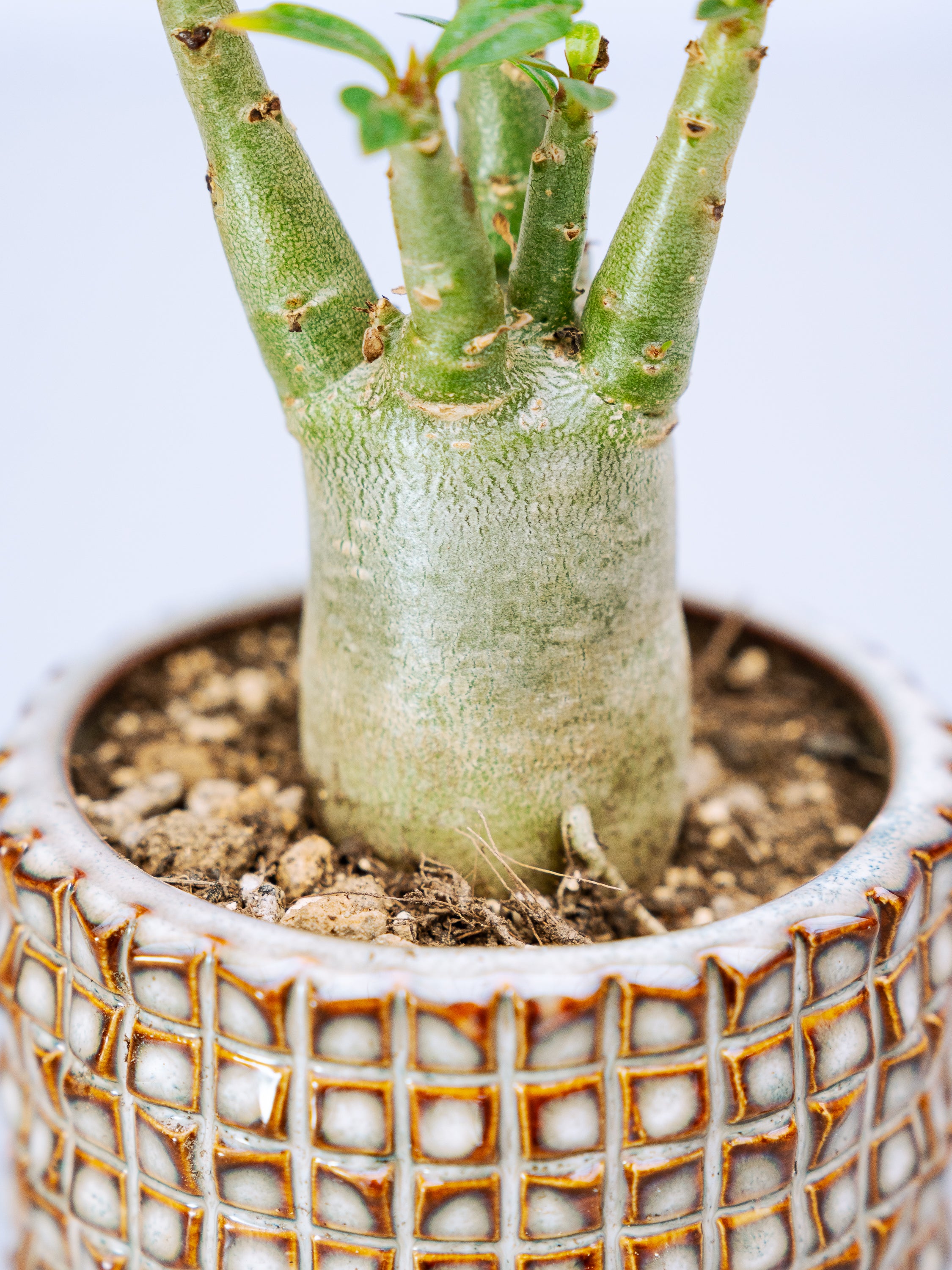 一点もの】アデニウム・アラビカム Table-S #2 | 観葉植物・お花の通販