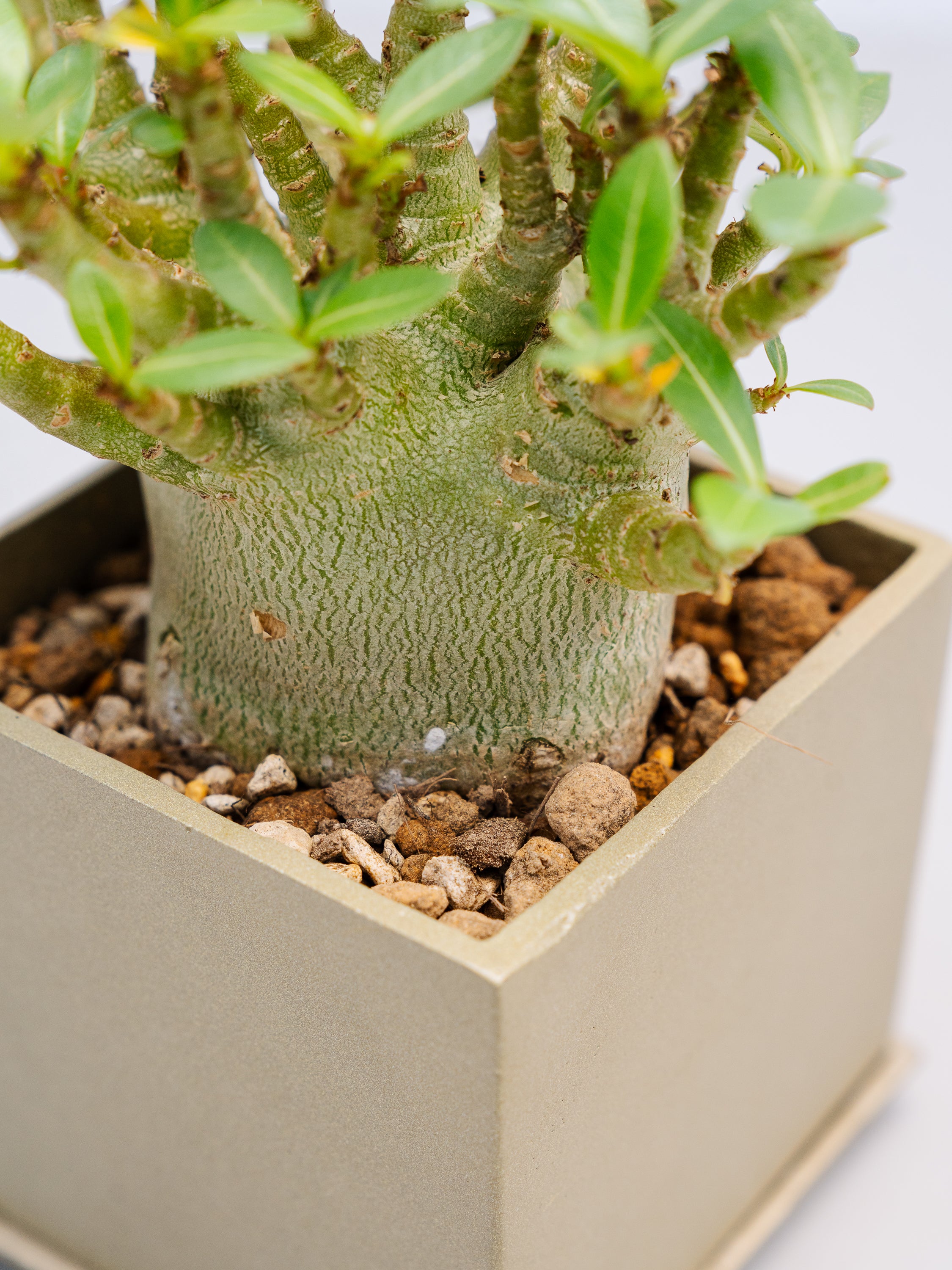 一点もの】アデニウム・モンスター Table-M #1 | 観葉植物・お花の通販