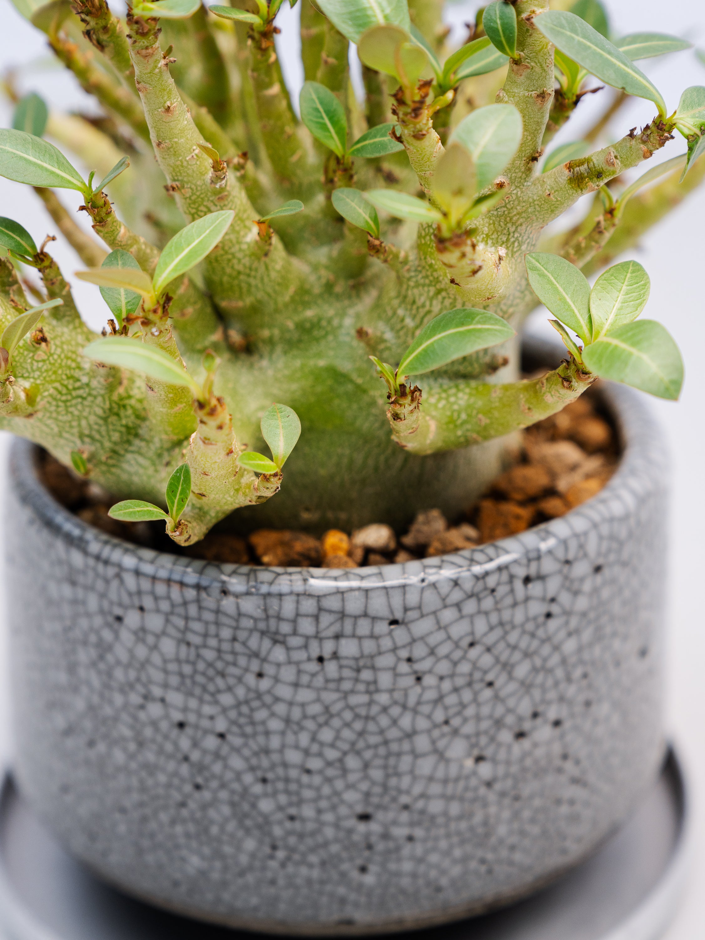 一点もの】アデニウム・モンスター Table-M #2 | 観葉植物・お花の通販