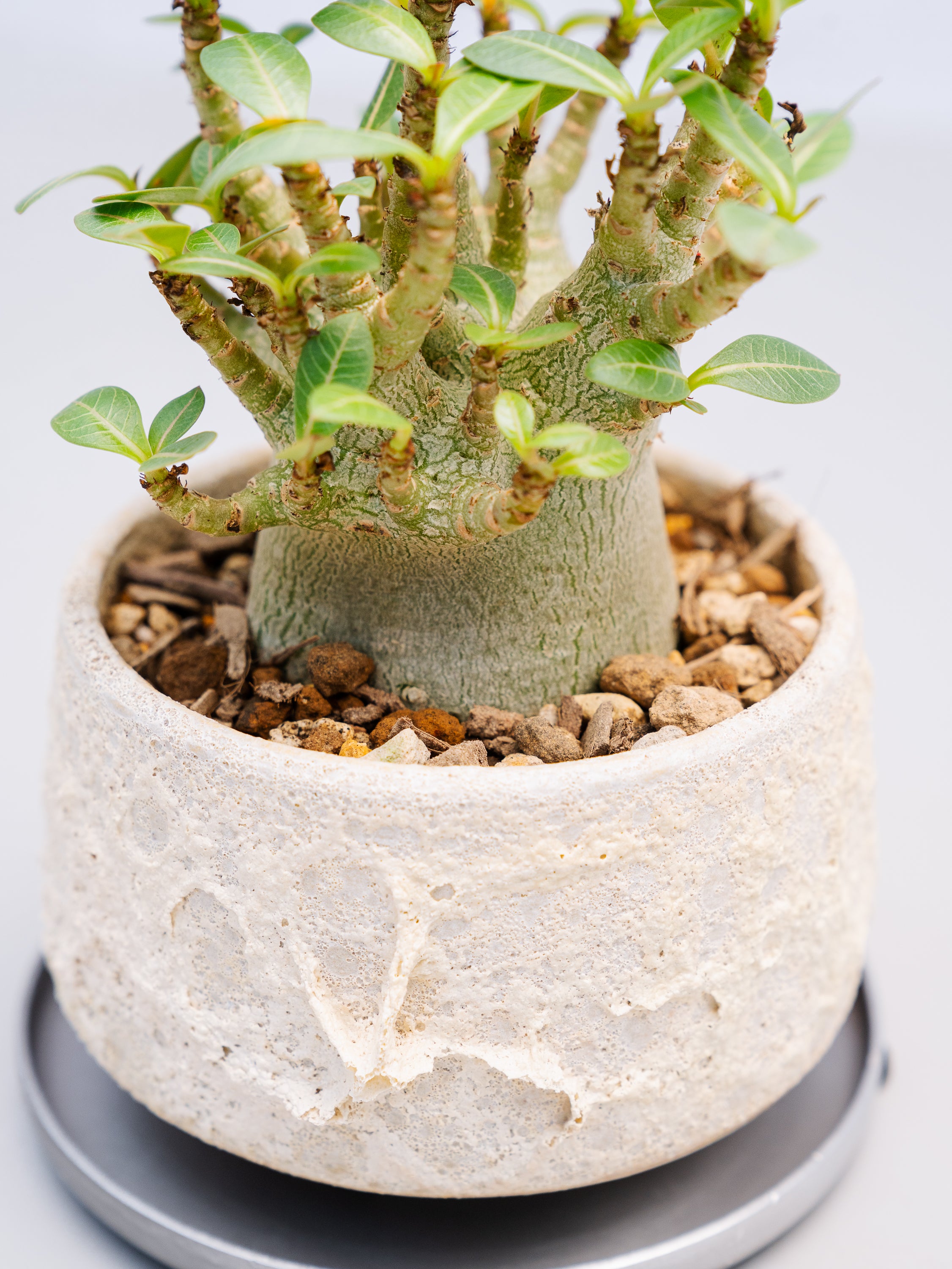 一点もの】アデニウム・モンスター Table-M #3 | 観葉植物・お花の通販