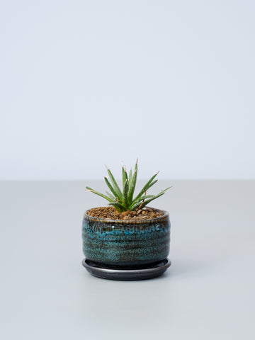 【一点もの】アガベ・アルボピロサ Table-S #2