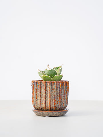 【一点もの】アガベ 南アフリカダイヤモンド Table-M #2