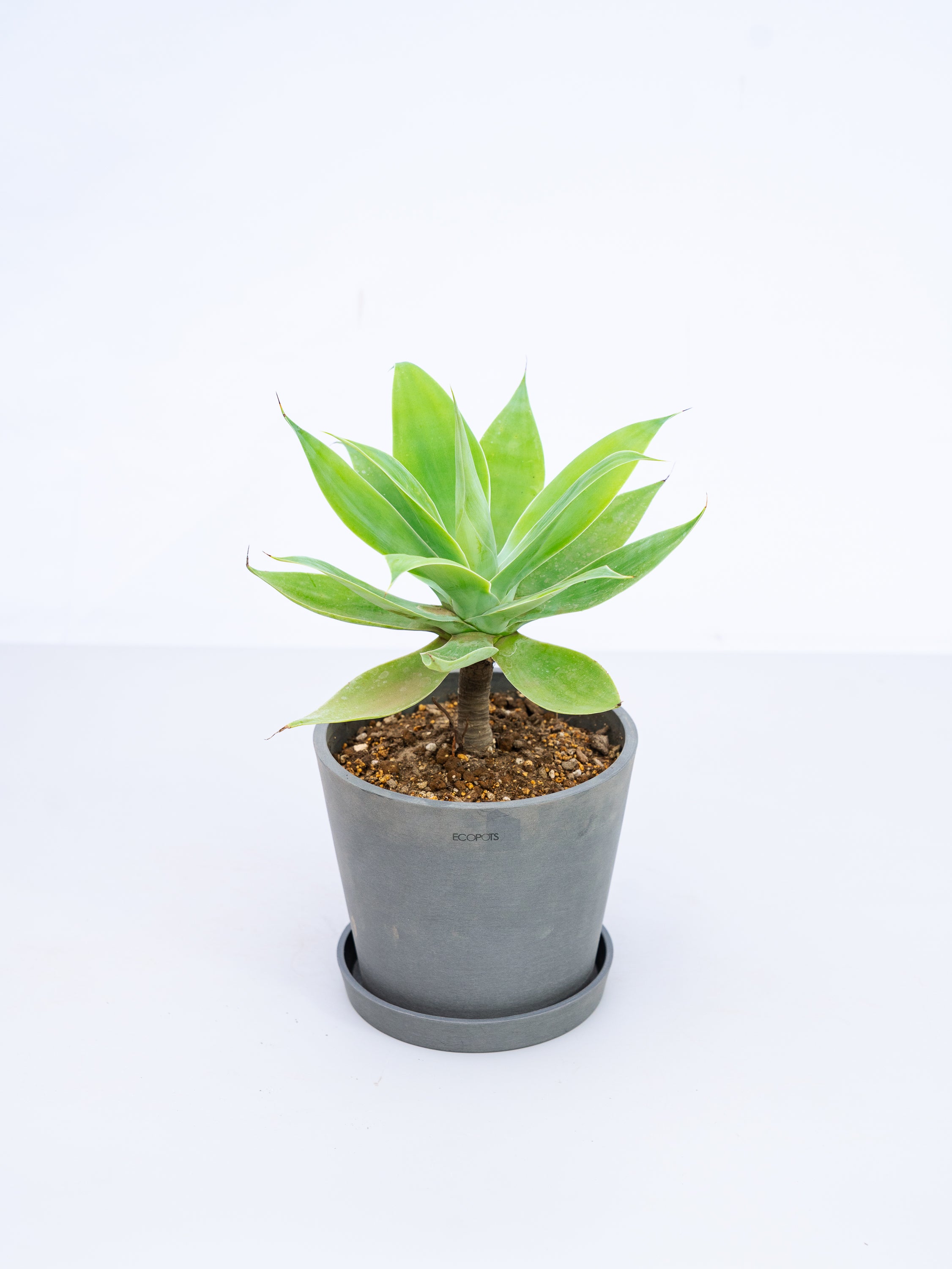 一点もの】アガベ・アテナータ Table-L #2 | 観葉植物・お花の通販 AND