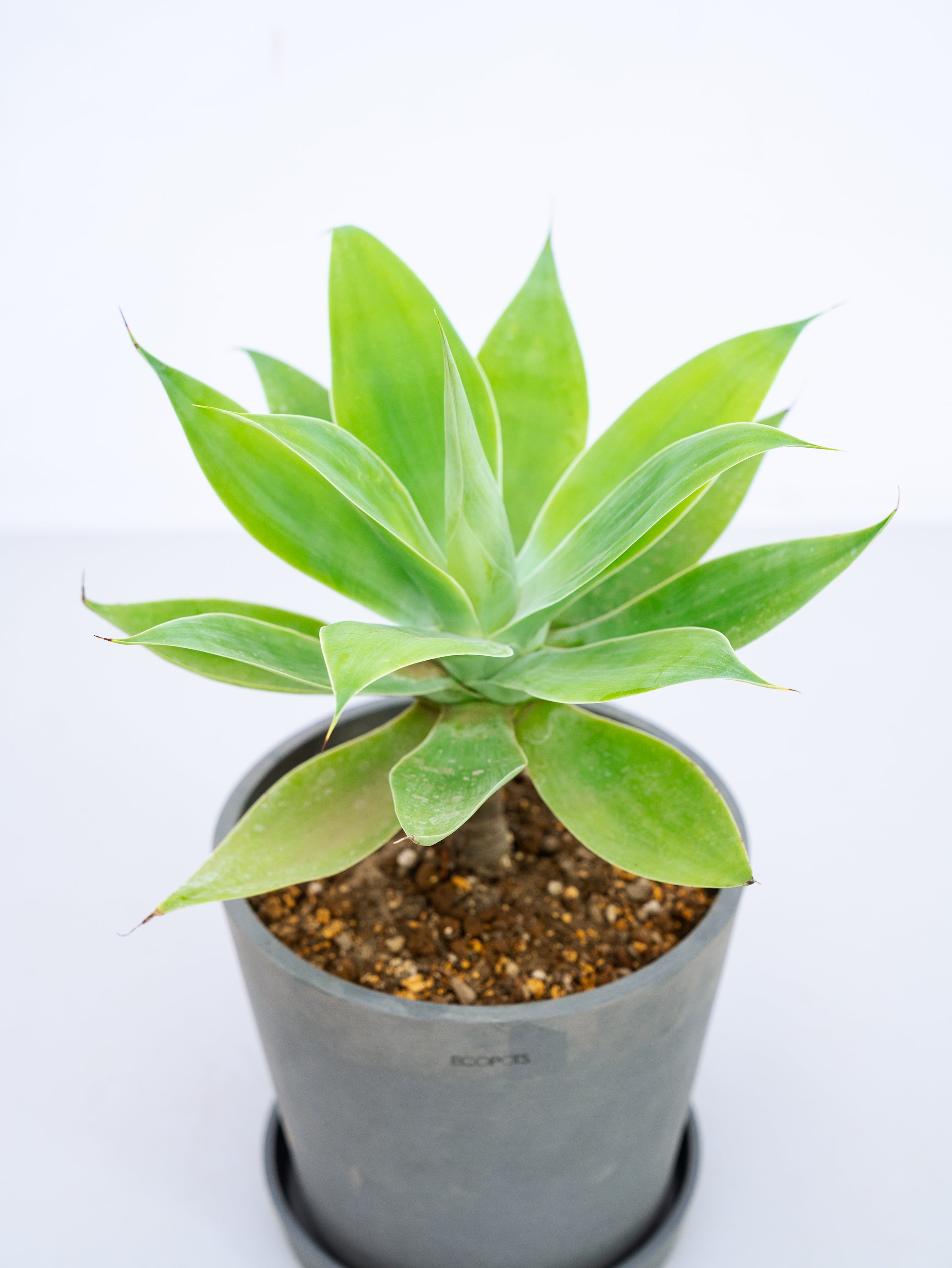 一点もの】アガベ・アテナータ Table-L #2 | 観葉植物・お花の通販 AND