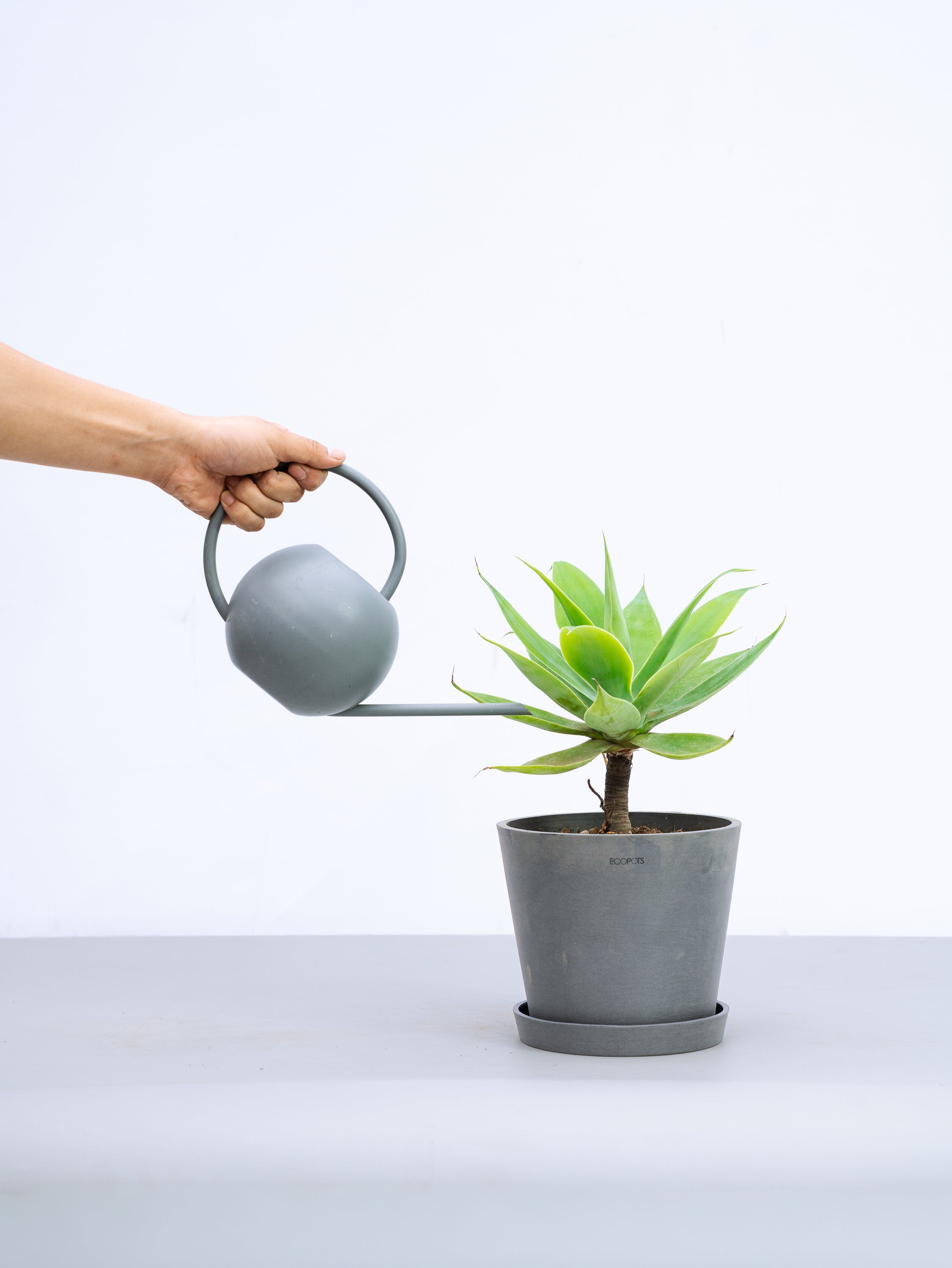 一点もの】アガベ・アテナータ Table-L #2 | 観葉植物・お花の通販 AND