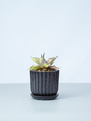 【一点もの】アガベ・ブラックアンドブルー Table-L #1