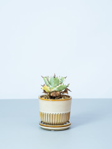 【一点もの】アガベ・イシメンシス錦 Table-S #1