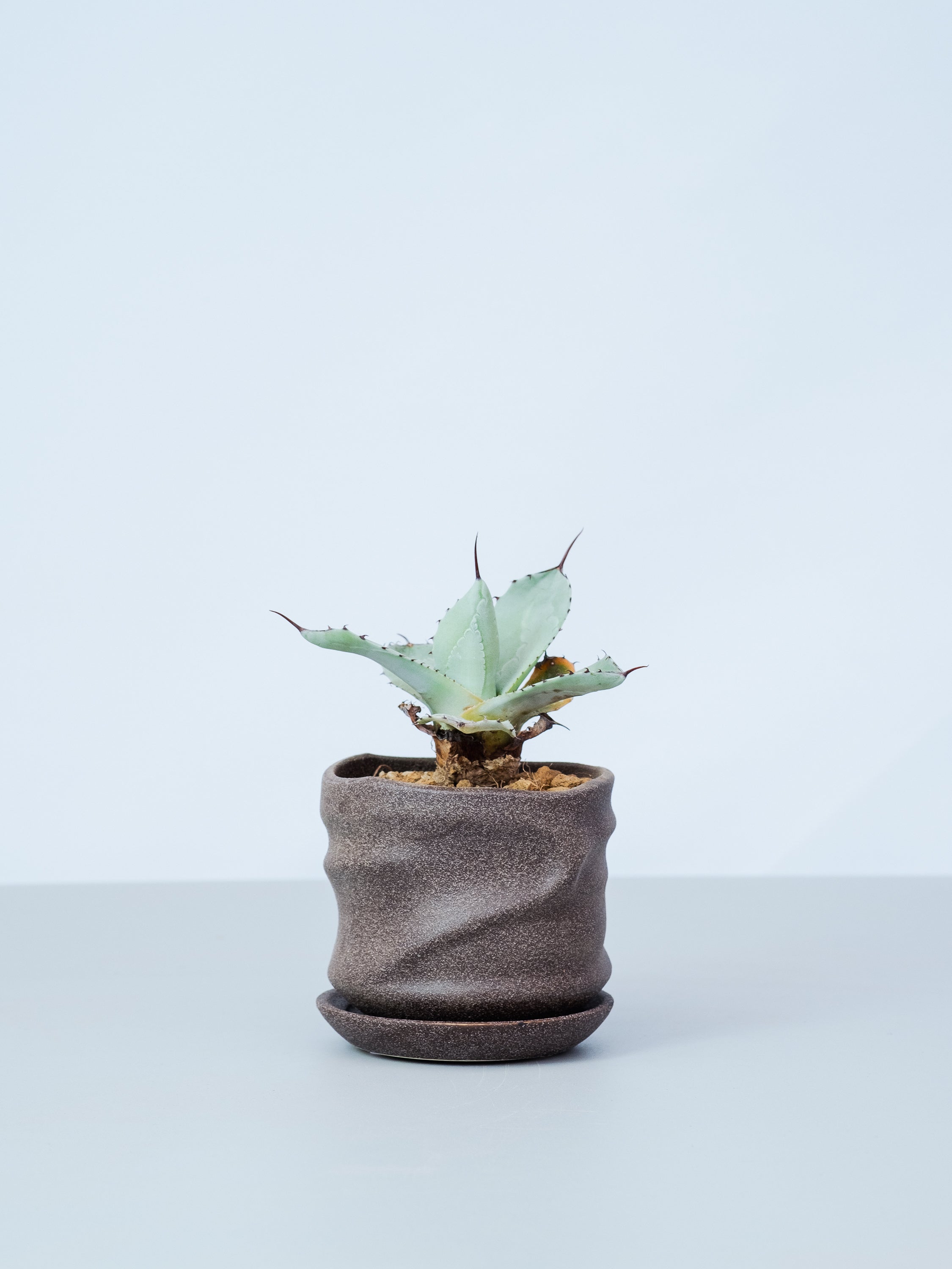 【一点もの】アガベ・パリー  Table-M