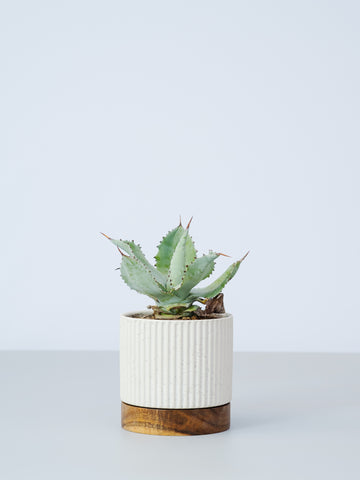 【一点もの】アガベ・シーマニアナ  Table-M #1