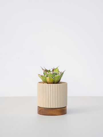 【一点もの】アガベ チタノタ シーザー Table-M #1