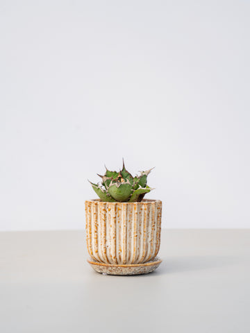 【一点もの】アガベ チタノタ シーザー Table-M #2