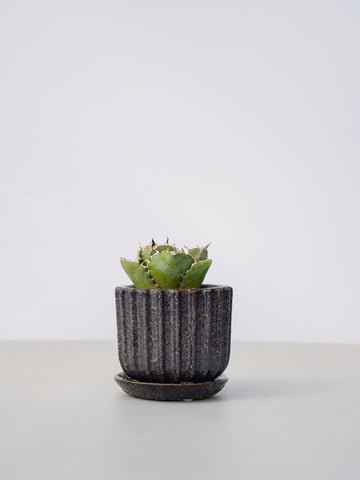 【一点もの】アガベ チタノタ 白鯨 Table-M #1