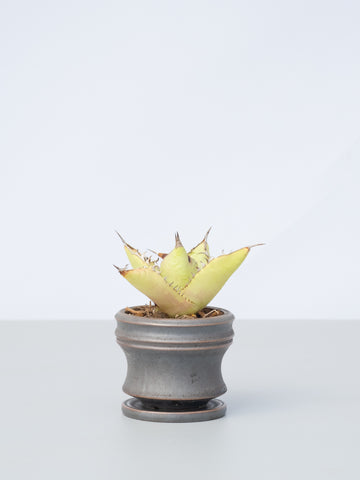 【一点もの】アガベ・チタノタ Table-S