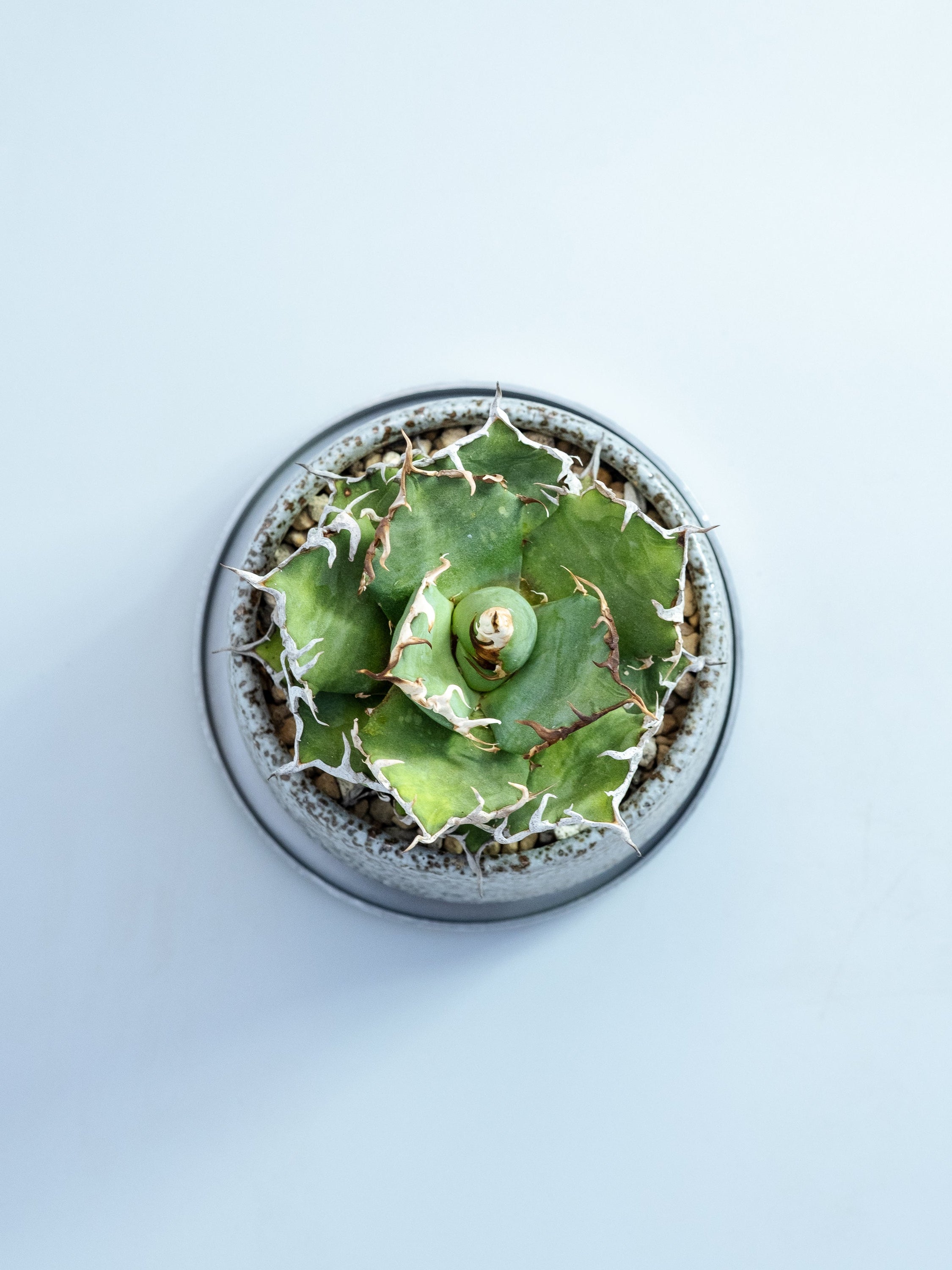 一点もの】アガベ・チタノタ シーザー Table-M #2 | 観葉植物・お花の 