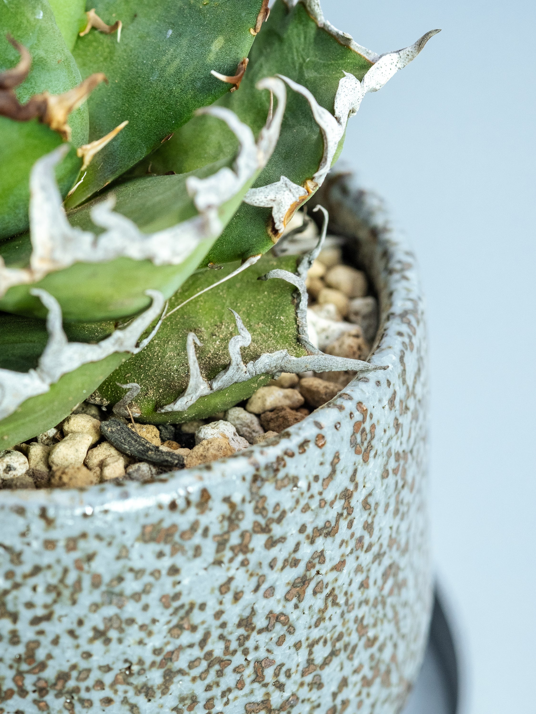 一点もの】アガベ・チタノタ シーザー Table-M #2 | 観葉植物・お花の 