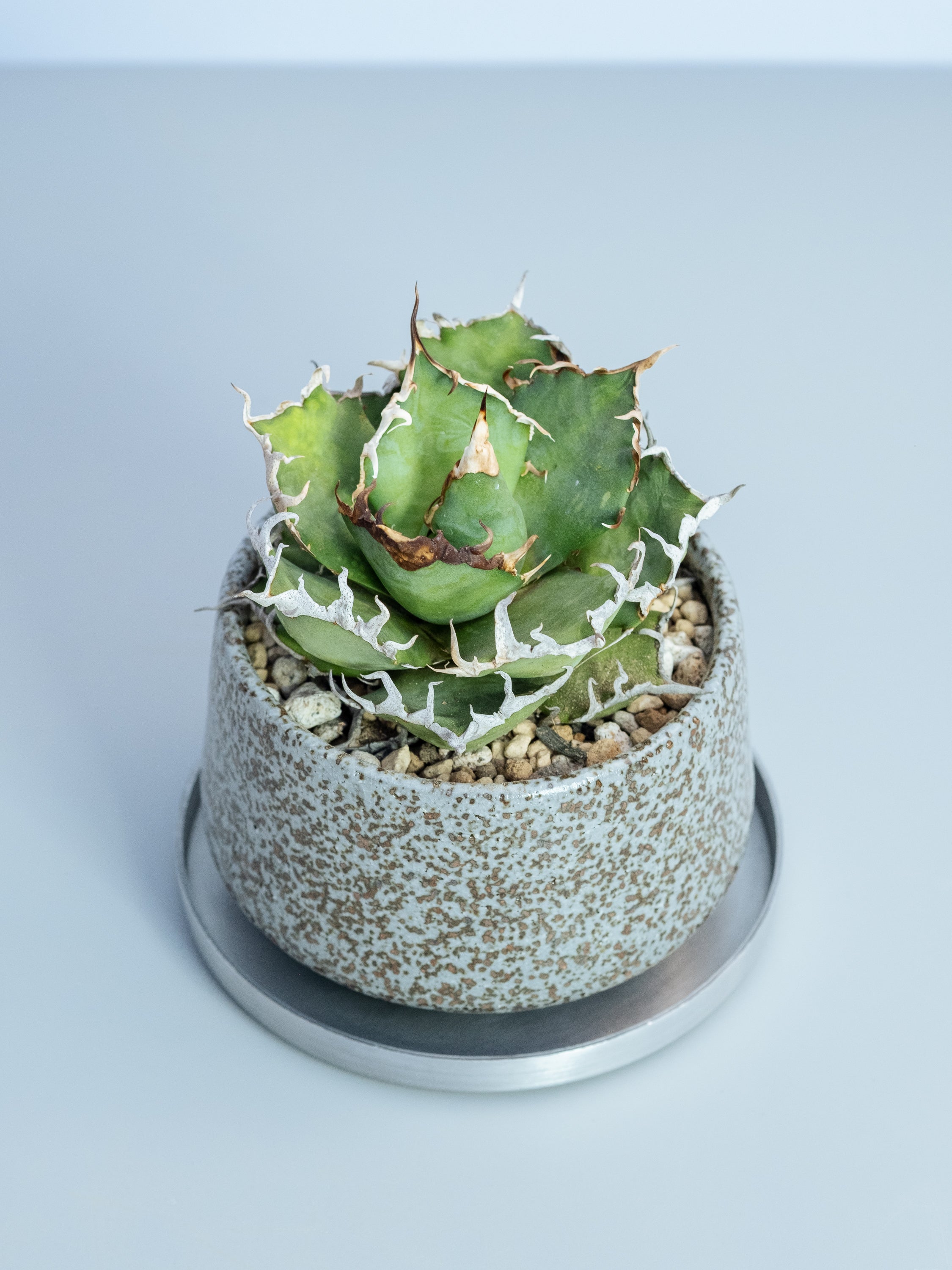 一点もの】アガベ・チタノタ シーザー Table-M #2 | 観葉植物・お花の 