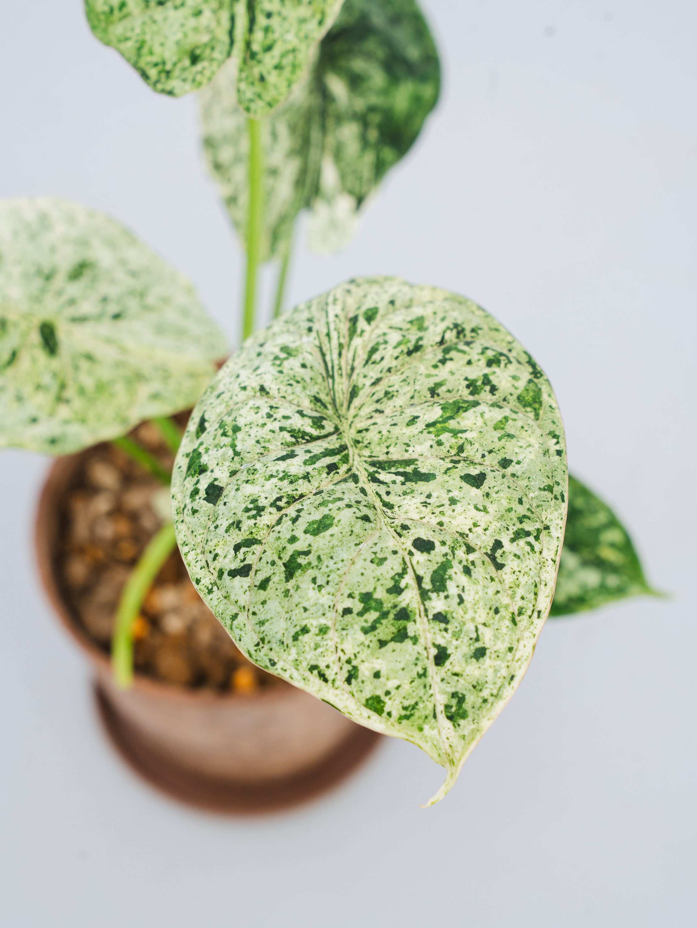 アロカシア ドラゴンスケールホワイトバリエガータ 1 ◇Alocasia