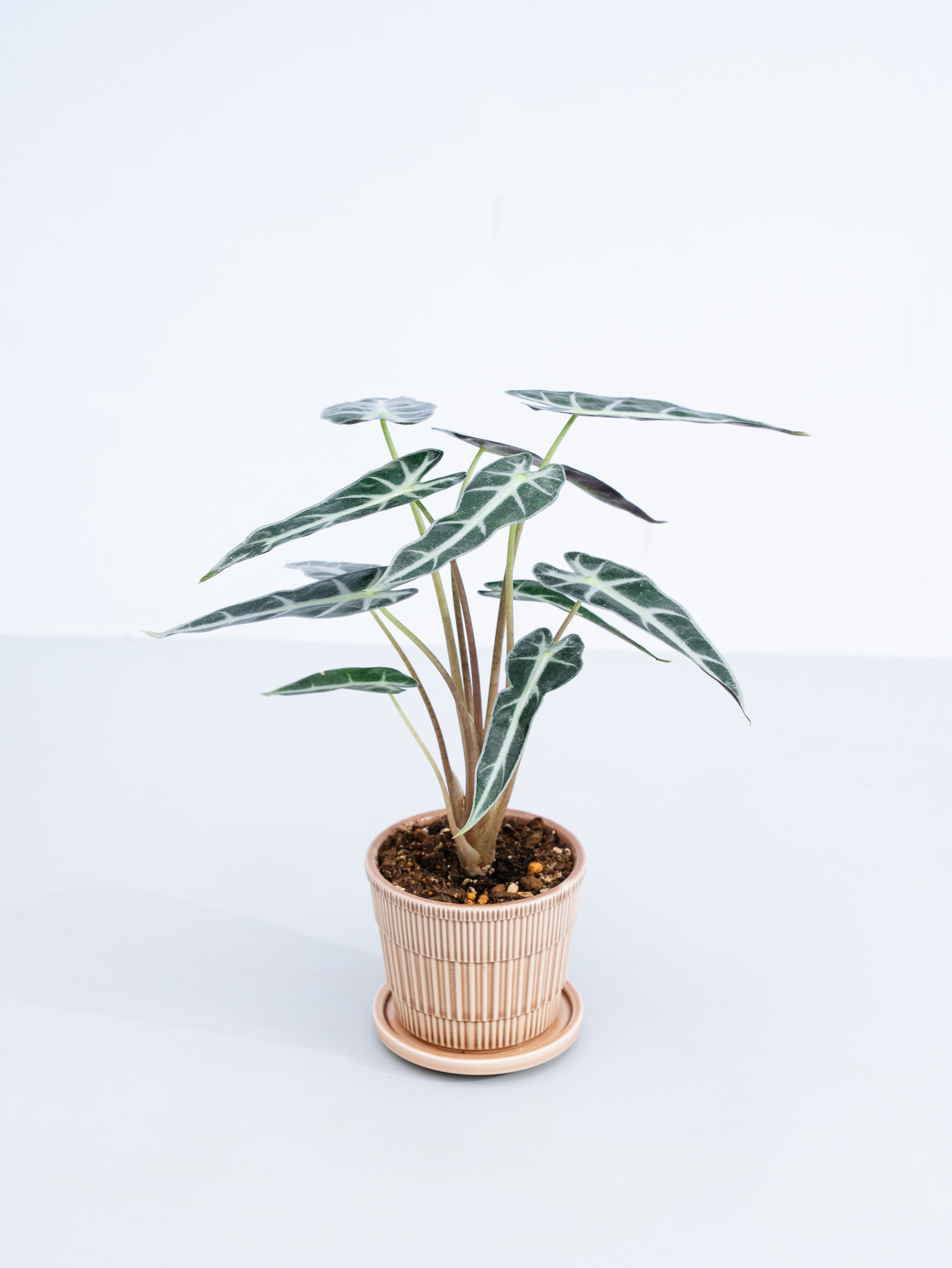 一点もの】アロカシア・バンビーノ Table-M #3 | 観葉植物・お花の通販