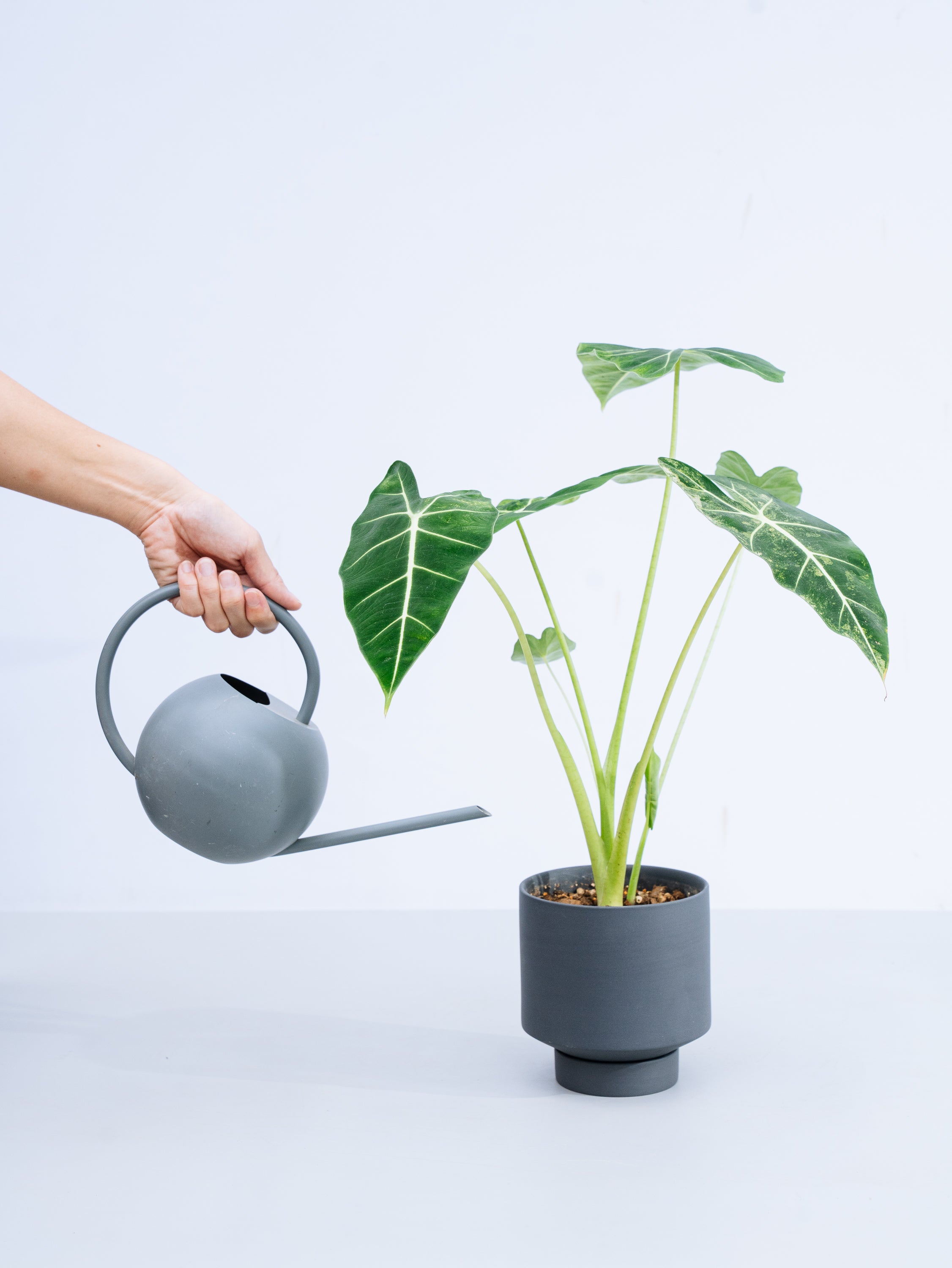 一点もの】アロカシア・グリーンベルベット 斑入り Table-L | 観葉植物