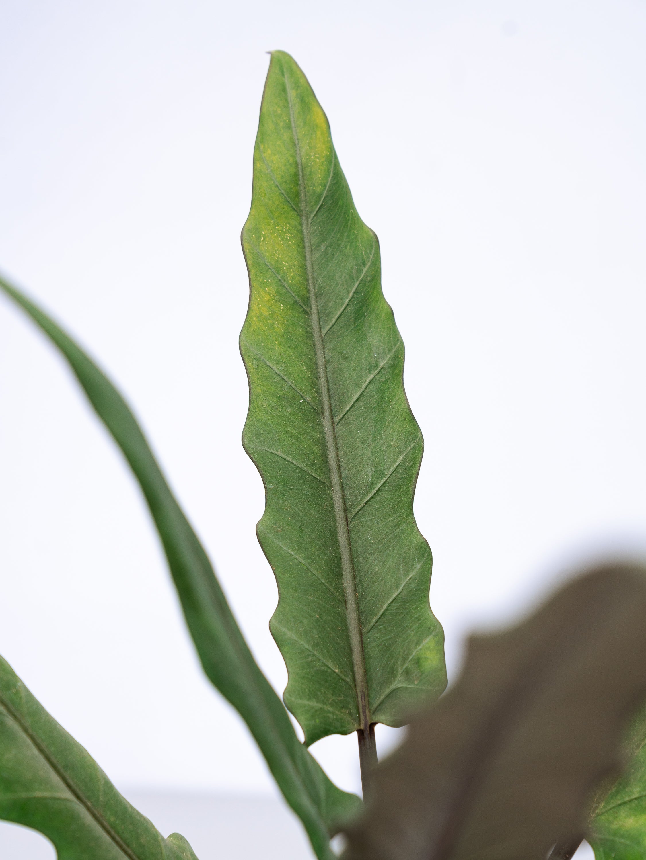 一点もの】アロカシア・ラウテルバキアナ S | 観葉植物・お花の通販