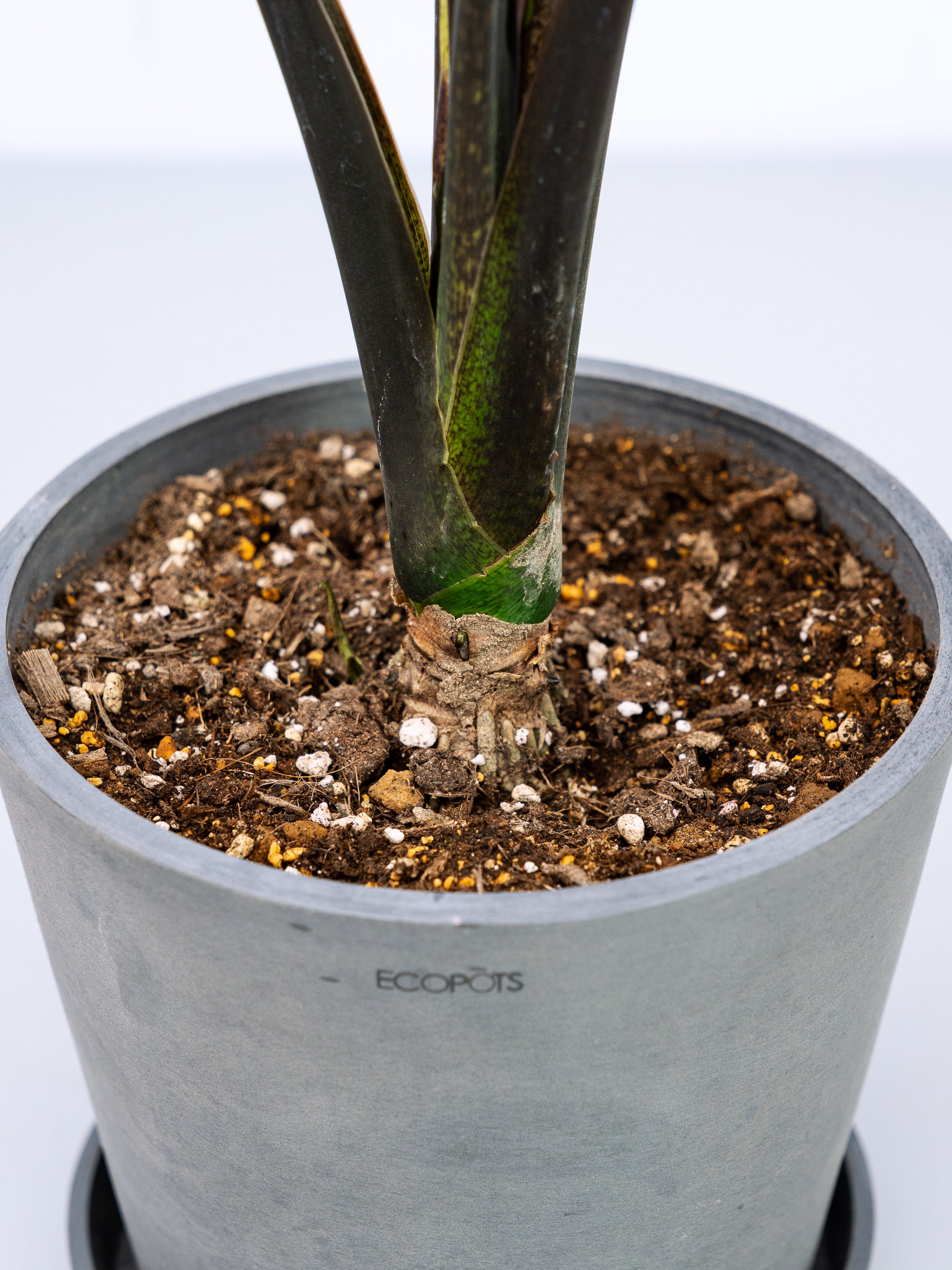 一点もの】アロカシア・ラウテルバキアナ S | 観葉植物・お花の通販