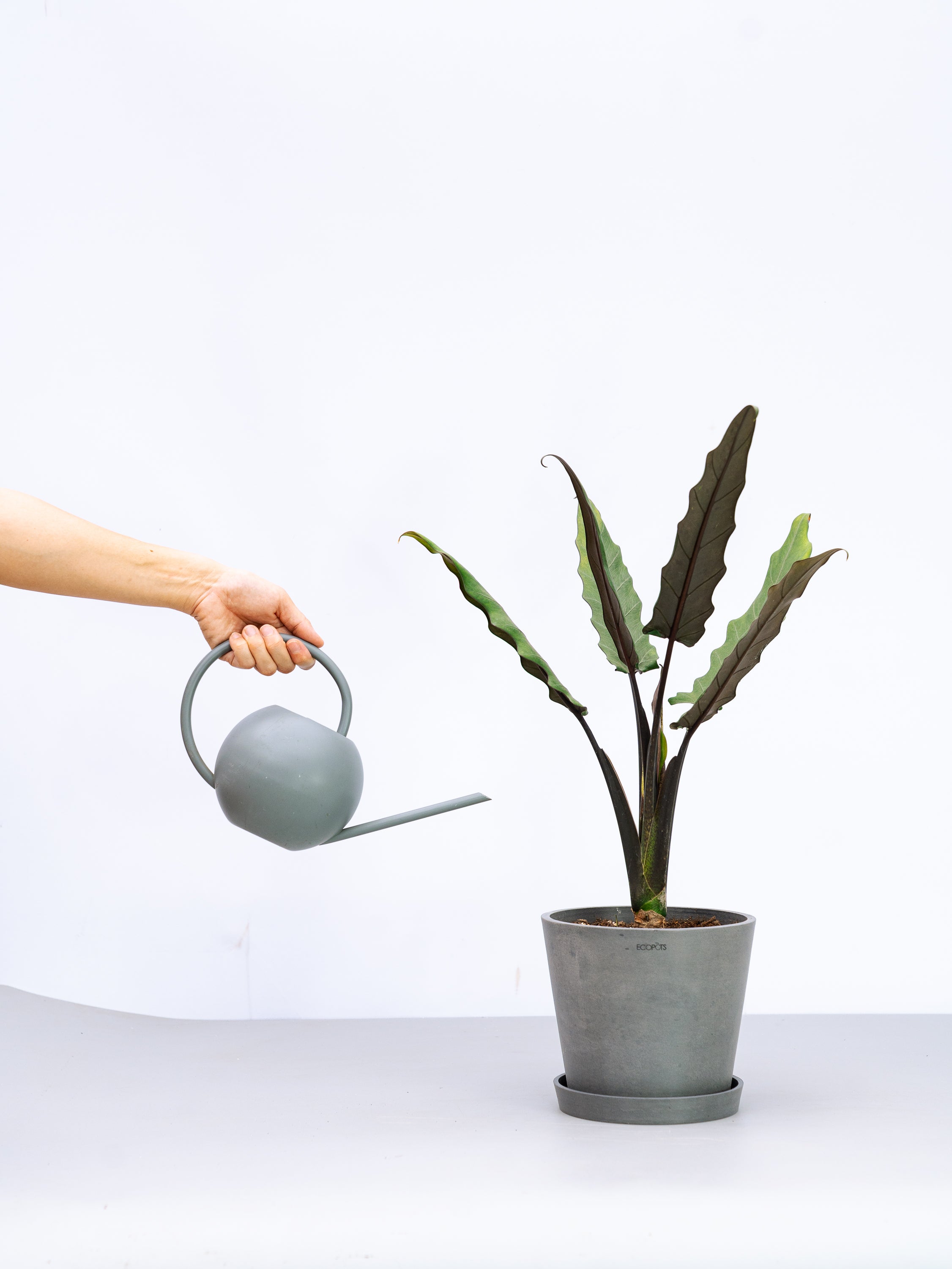 一点もの】アロカシア・ラウテルバキアナ S | 観葉植物・お花の通販