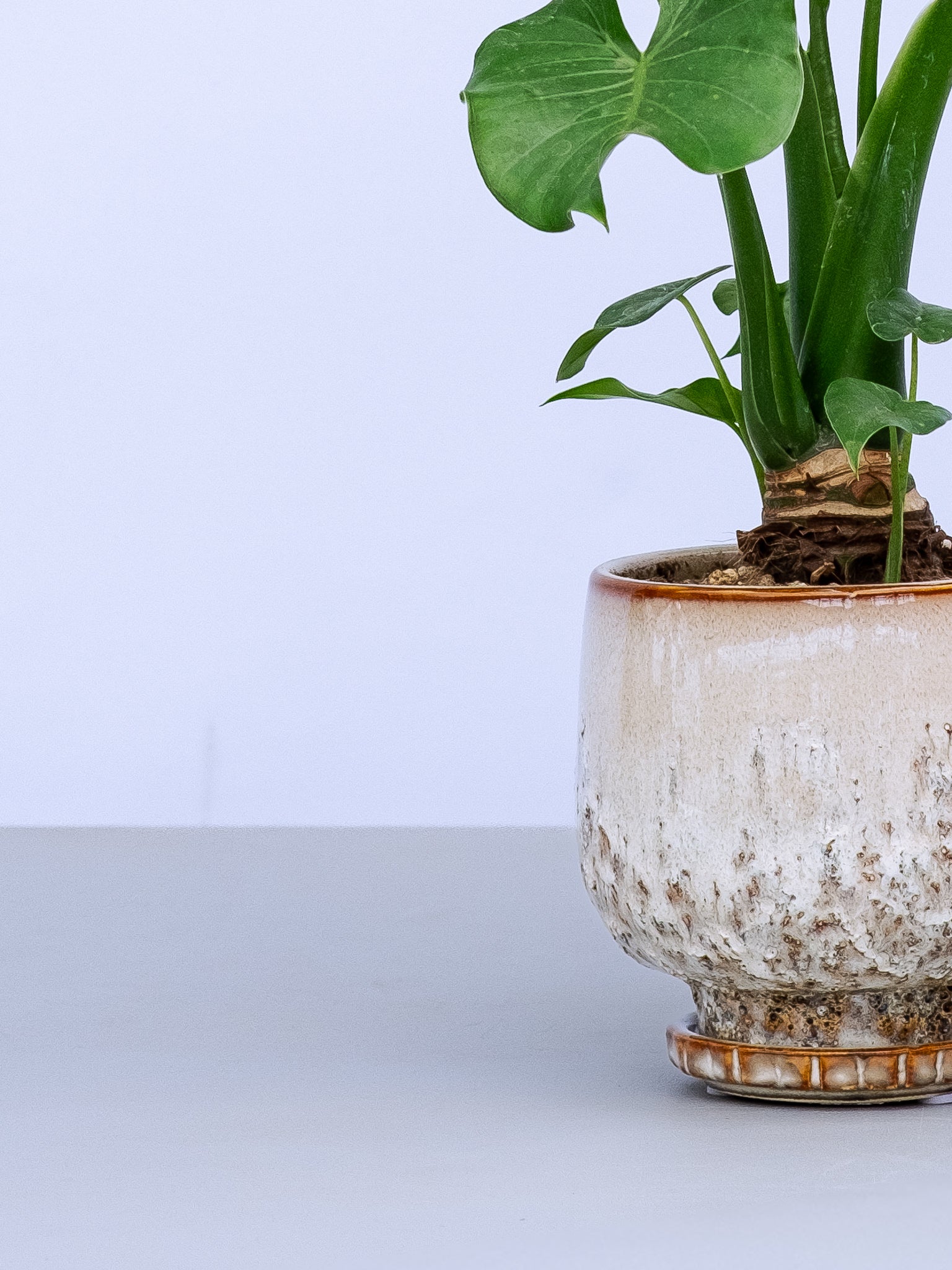 一点もの】シマクワズイモ Table-M #1 | 観葉植物・お花の通販 AND
