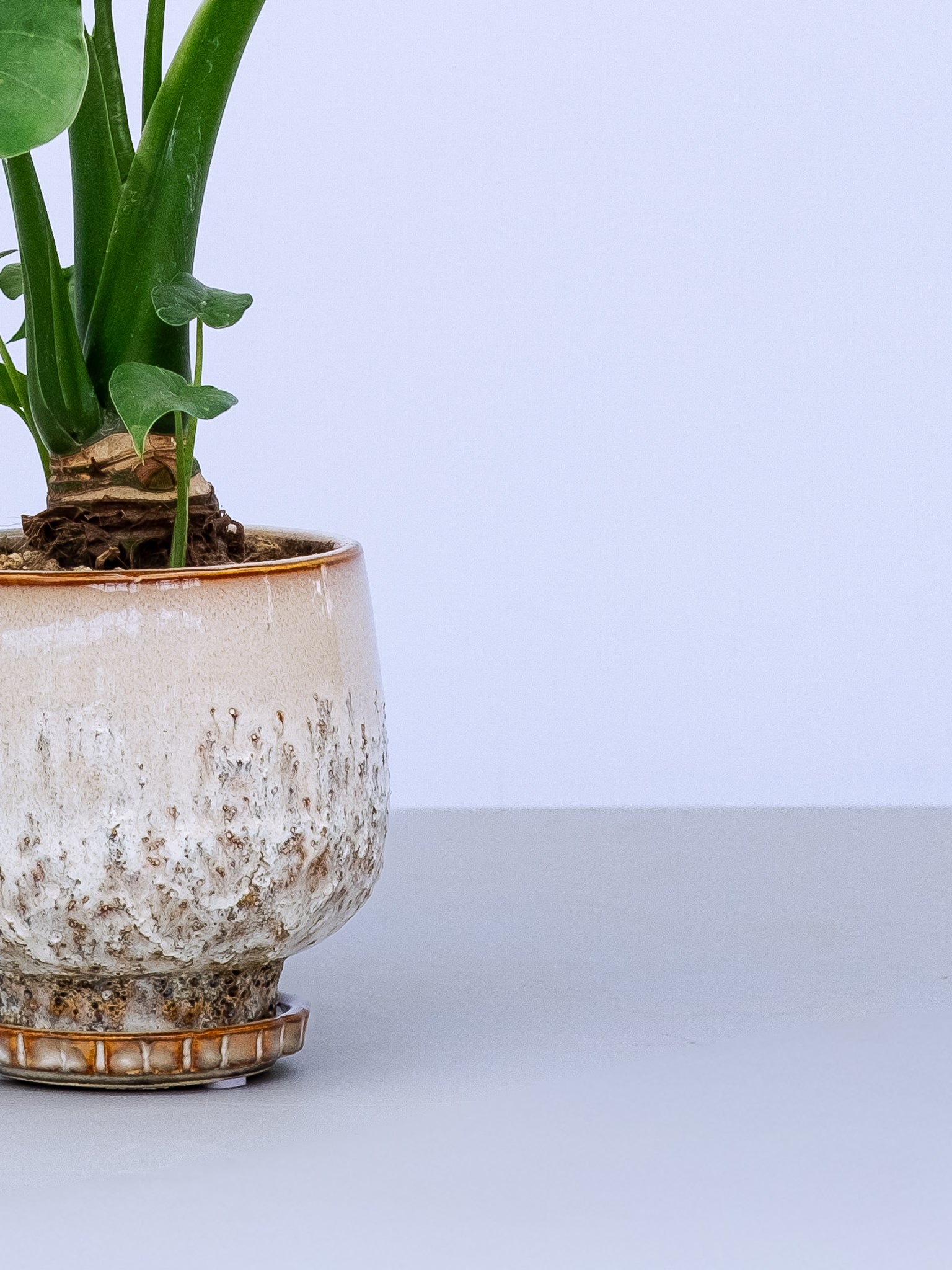 一点もの】シマクワズイモ Table-M #1 | 観葉植物・お花の通販 AND