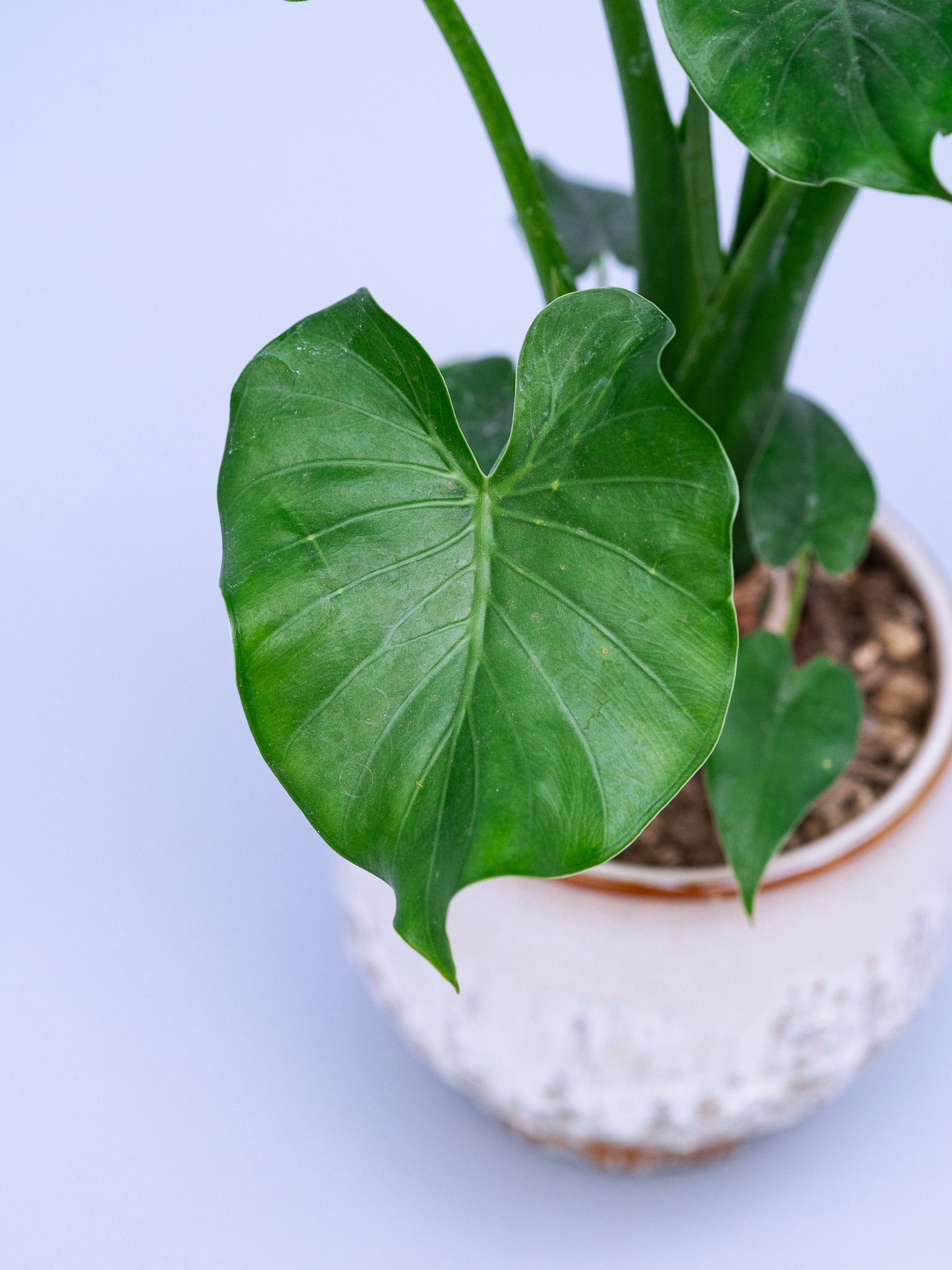 一点もの】シマクワズイモ Table-M #1 | 観葉植物・お花の通販 AND