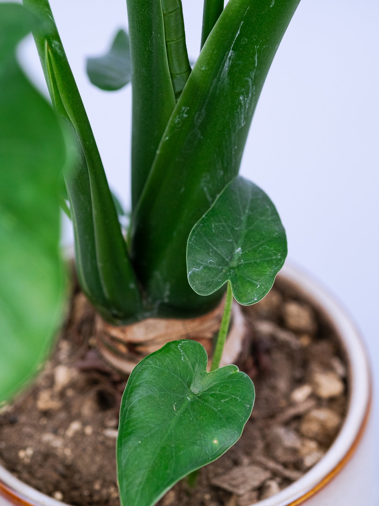 一点もの】シマクワズイモ Table-M #1 | 観葉植物・お花の通販 AND