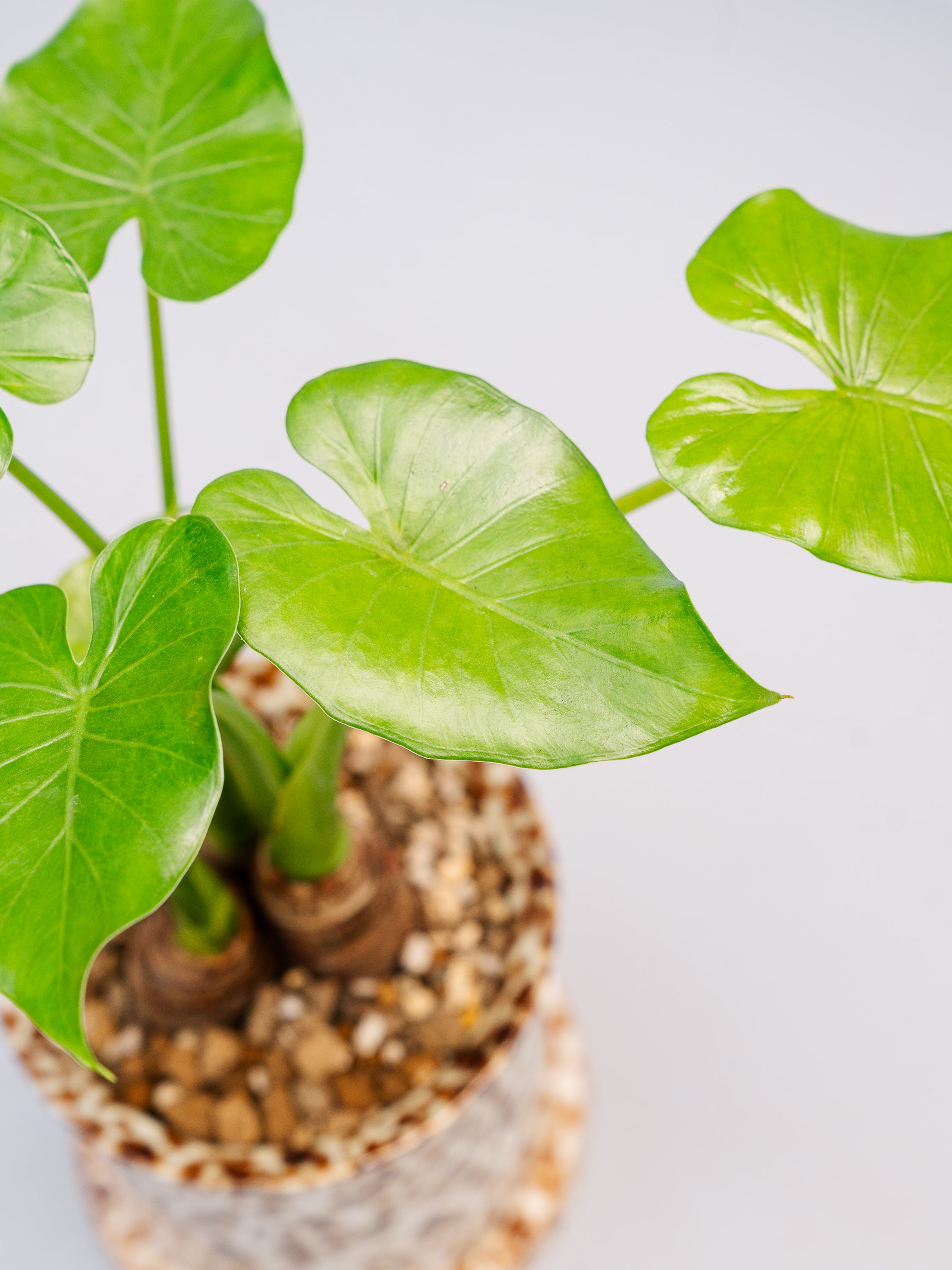 一点もの】シマクワズイモ Table-M #5 | 観葉植物・お花の通販 AND 