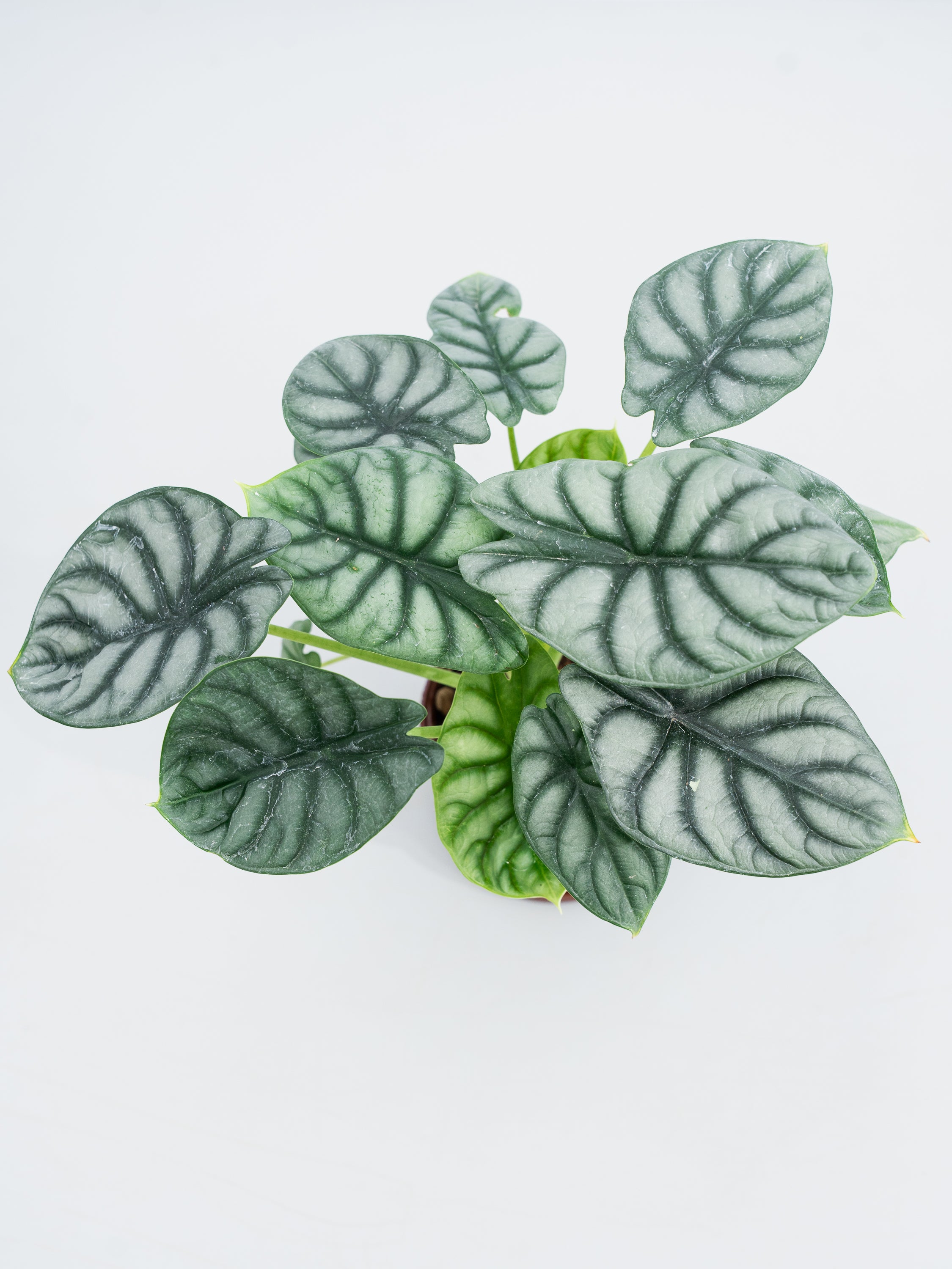 一点もの】アロカシア・シルバードラゴン Table-M #2 | 観葉植物・お花