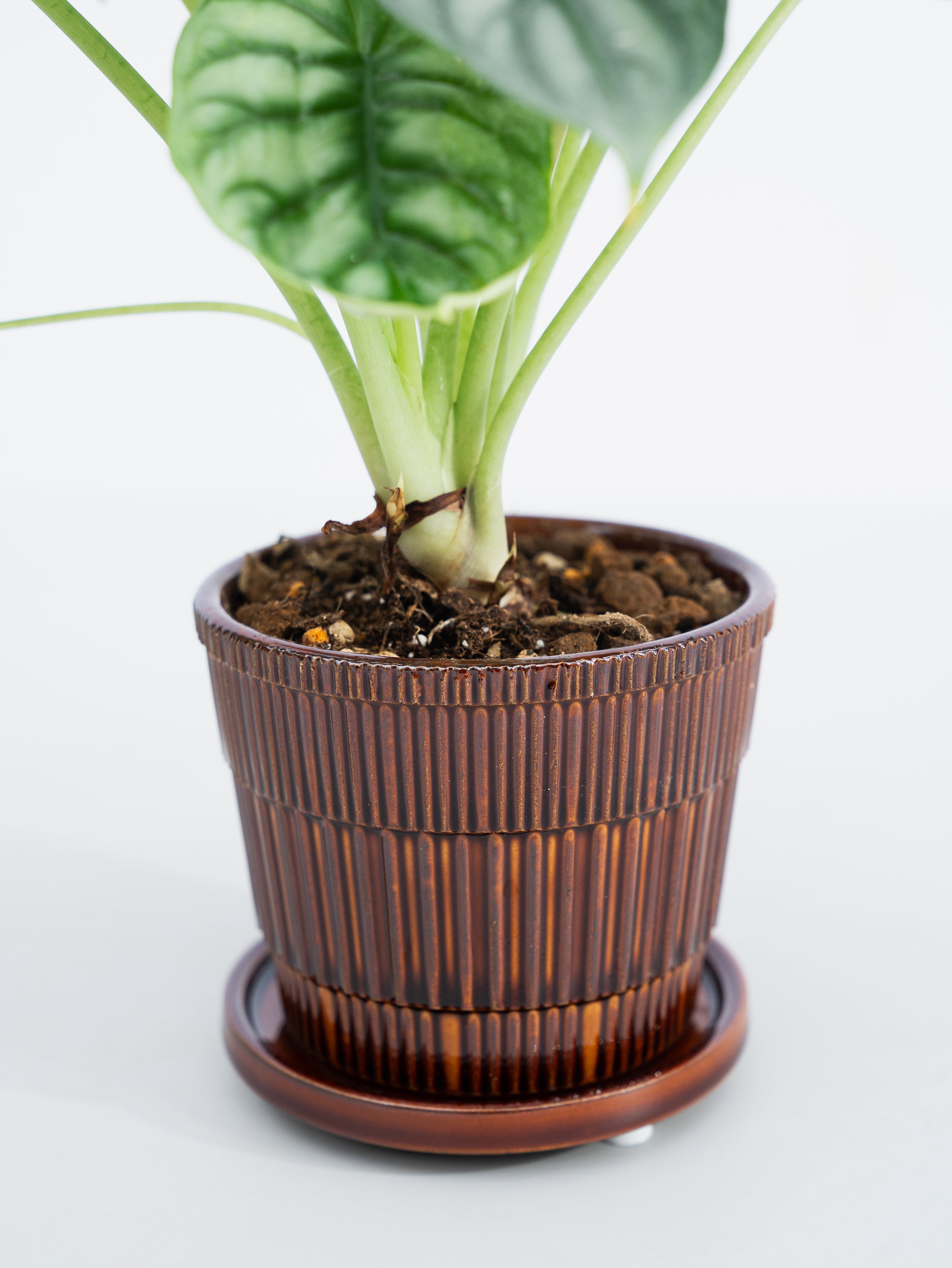 一点もの】アロカシア・シルバードラゴン Table-M #2 | 観葉植物・お花