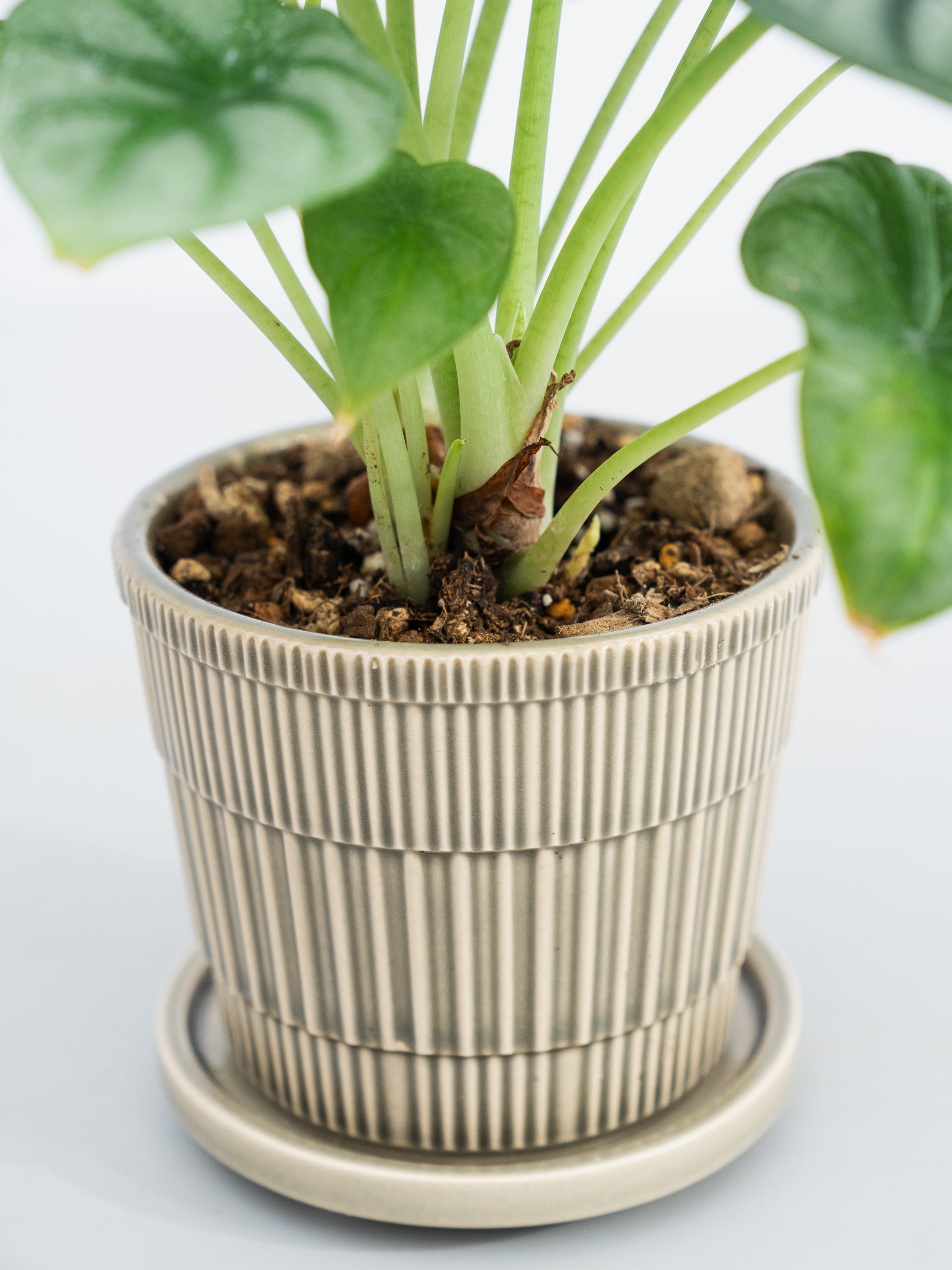 一点もの】アロカシア・シルバードラゴン Table-M #3 | 観葉植物・お花