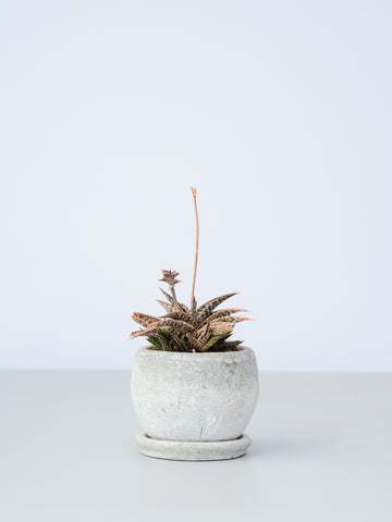 【一点もの】アロエ・hybスラデニアーナ×リザートリップ  Table-M