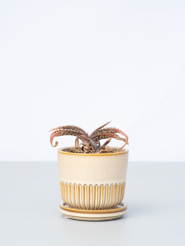 【一点もの】アロエ・ブルゲルスフォルテンシス Table-S