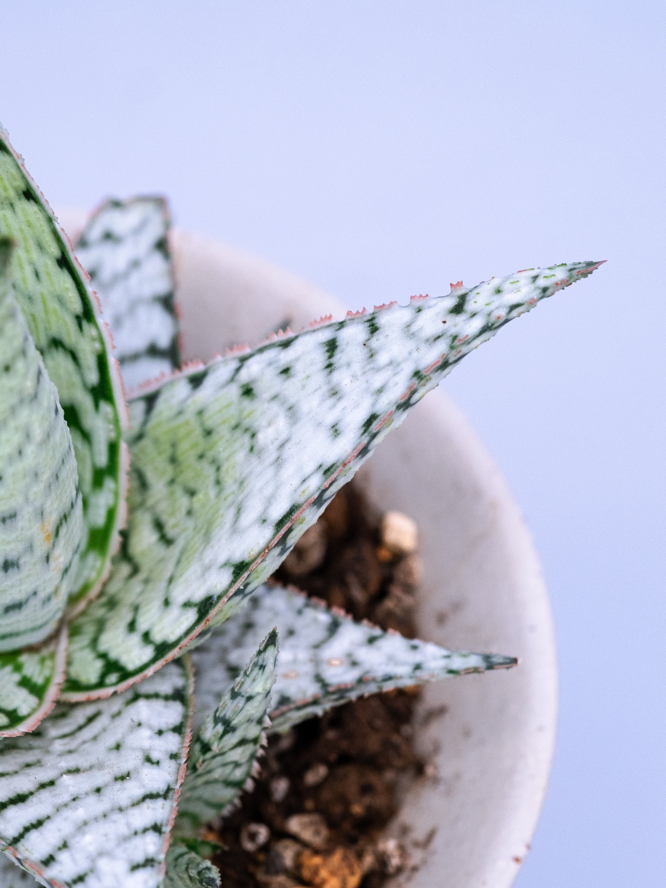 一点もの】アロエ・キャンディケイン Table-L | 観葉植物・お花の通販
