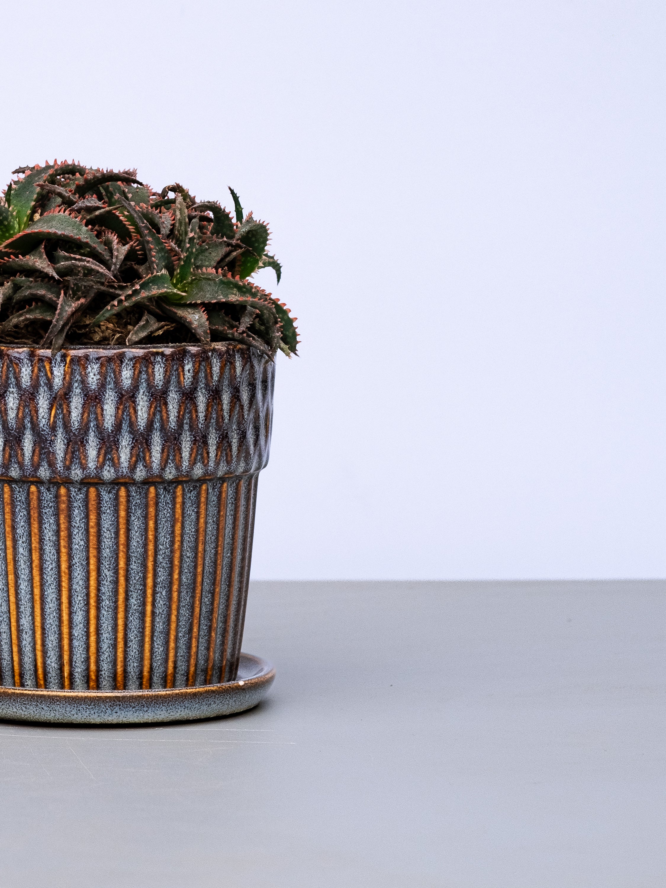 一点もの】アロエ・クリスマススレイ Table-L | 観葉植物・お花の通販