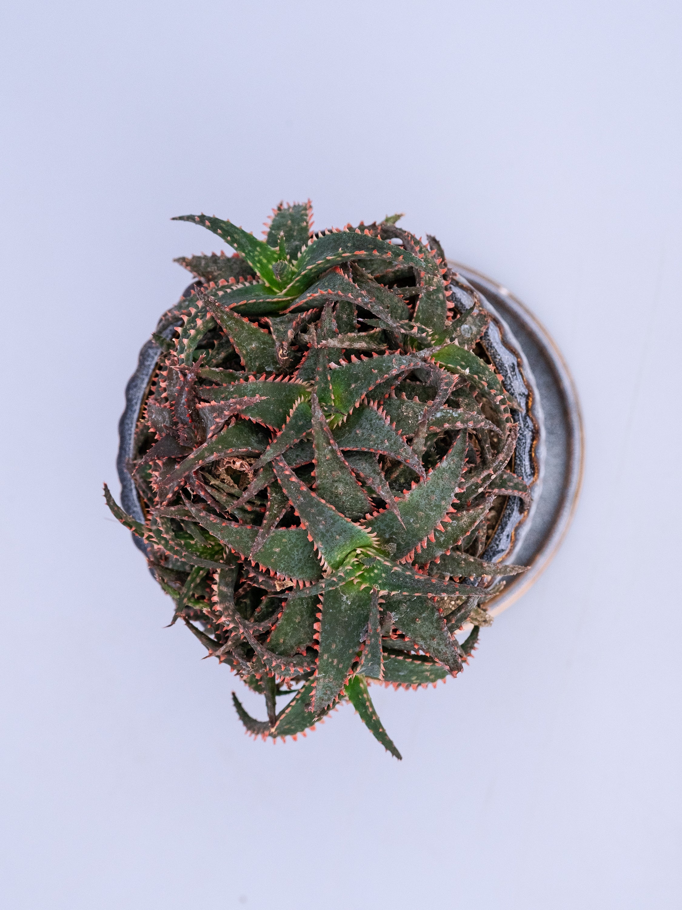 一点もの】アロエ・クリスマススレイ Table-L | 観葉植物・お花の通販