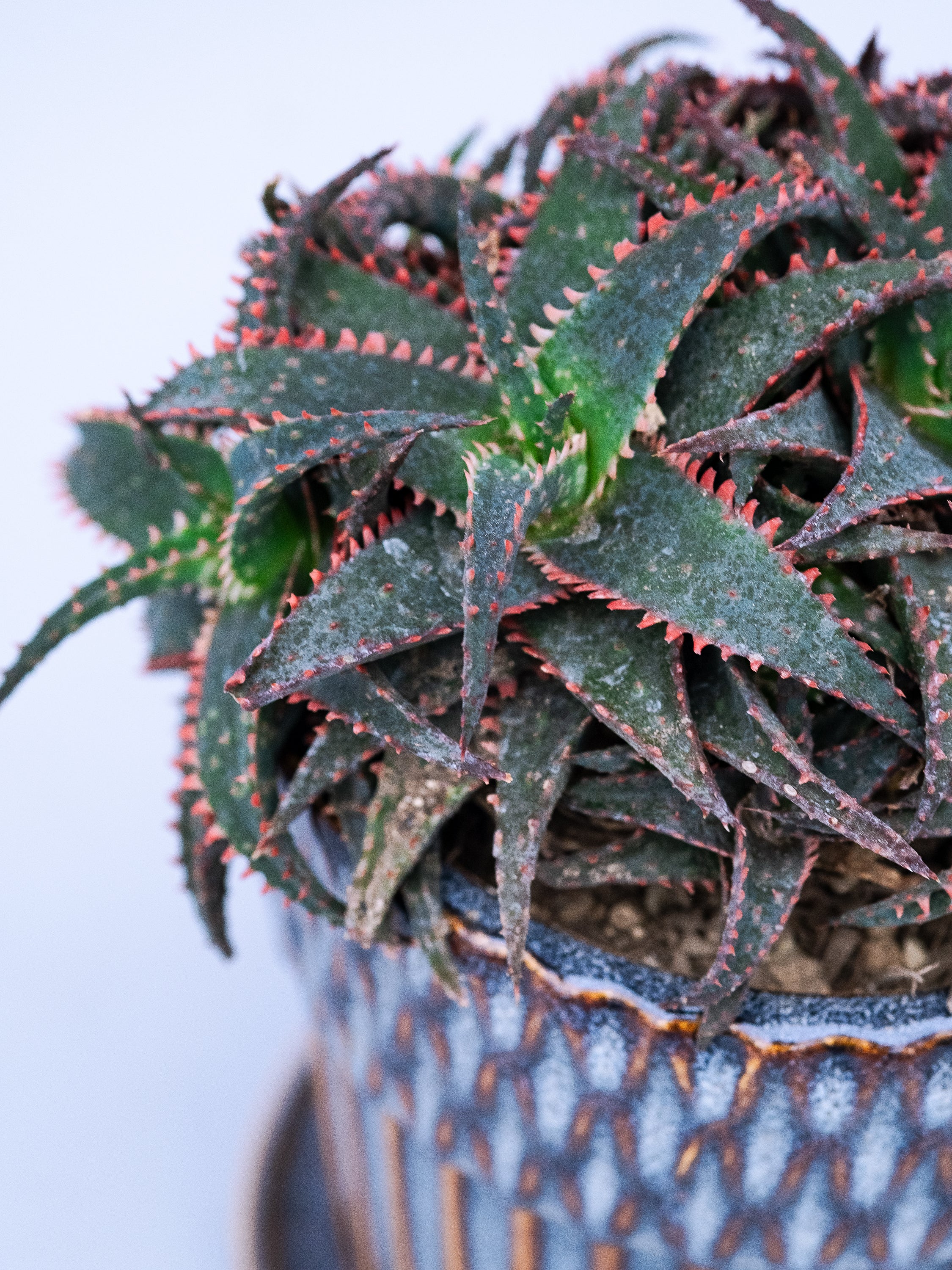 一点もの】アロエ・クリスマススレイ Table-L | 観葉植物・お花の通販