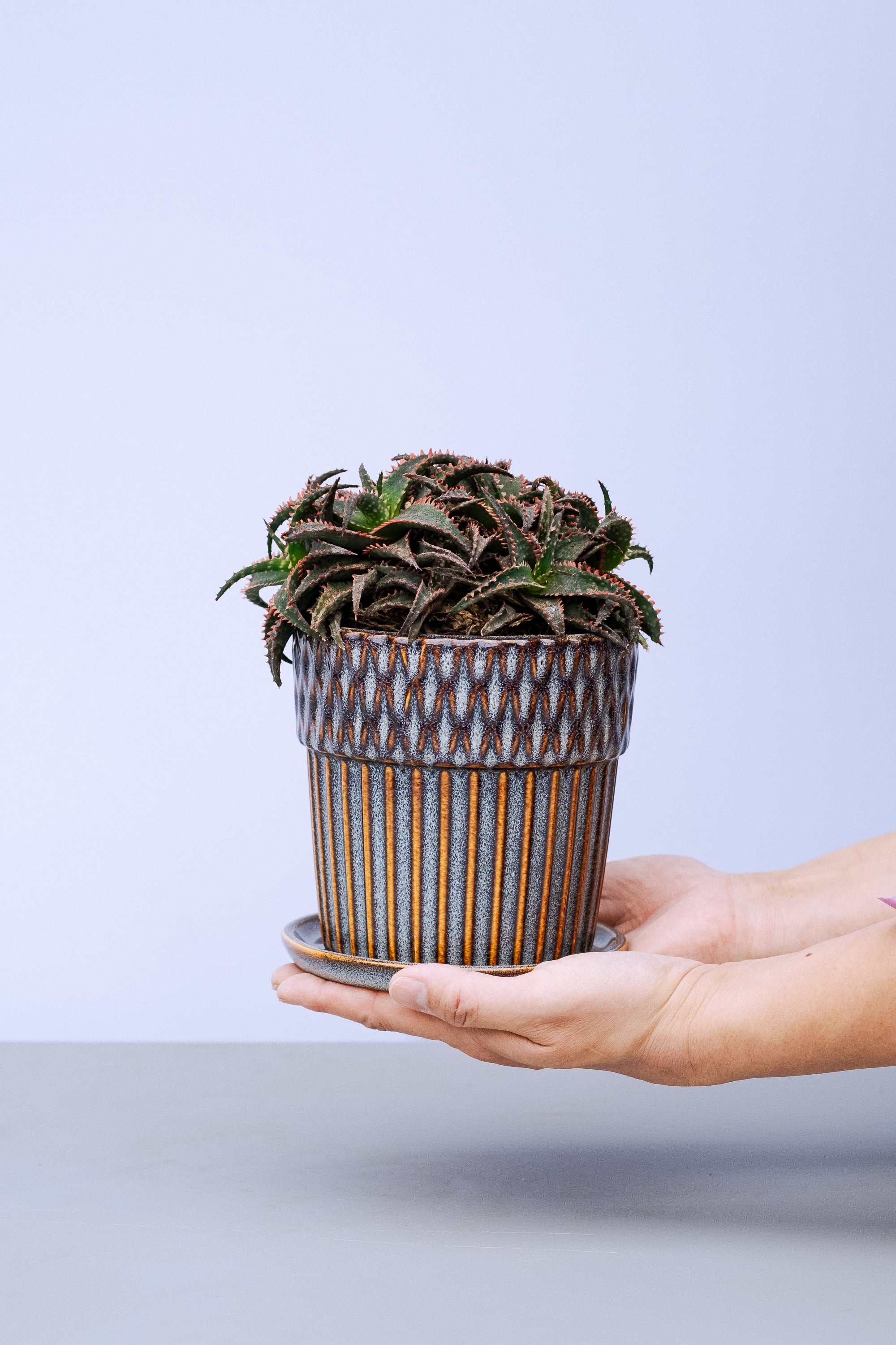 一点もの】アロエ・クリスマススレイ Table-L | 観葉植物・お花の通販