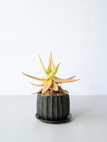 【一点もの】アロエ・デルトイデオドンタvarファラックス