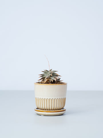 【一点もの】アロエ・ディスコイングシー Table-S #2