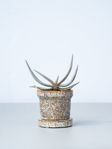 【一点もの】アロエ・デュファレンシス  Table-S #1