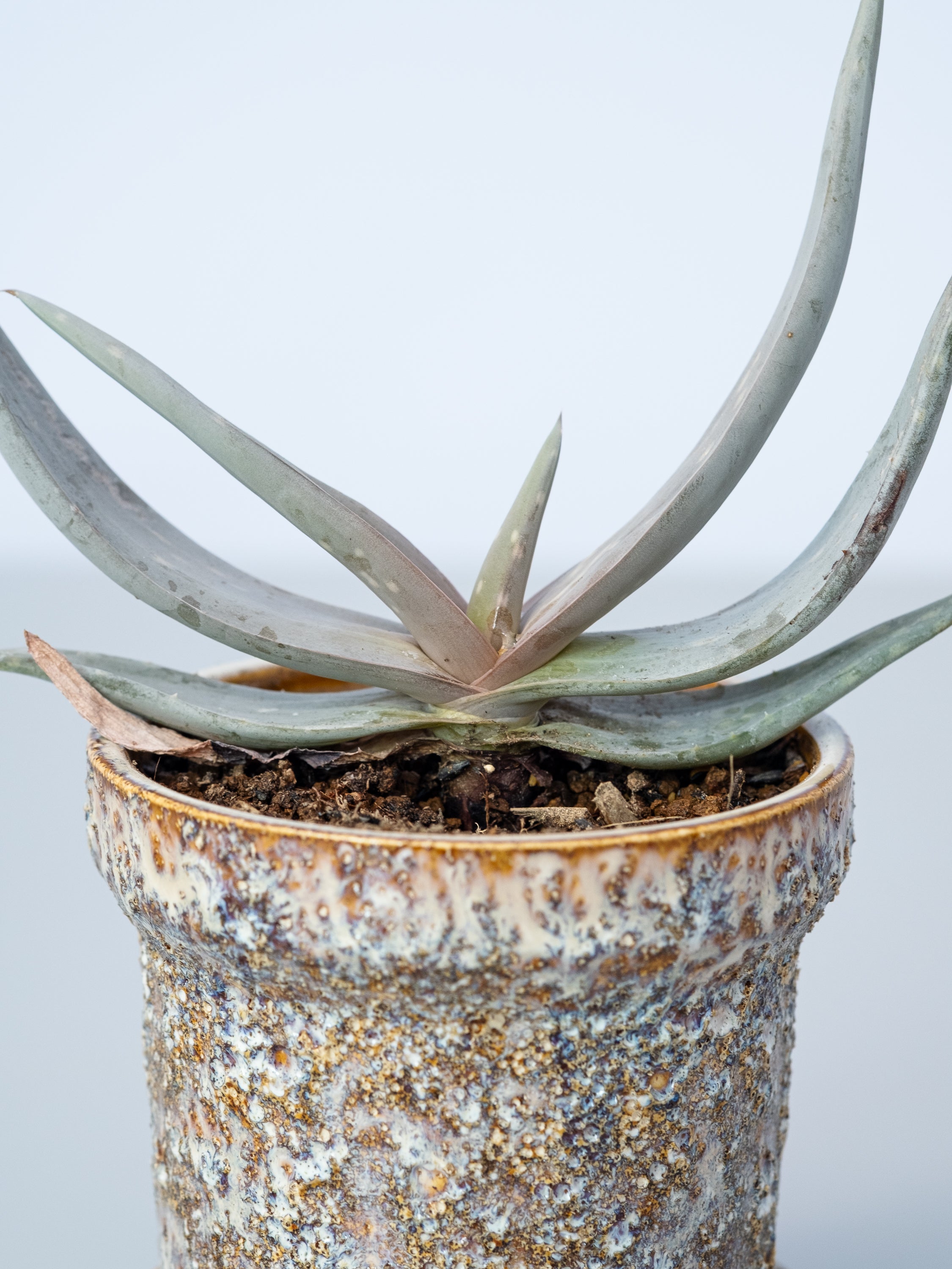 一点もの】アロエ・デュファレンシス Table-S #1 | 観葉植物・お花の